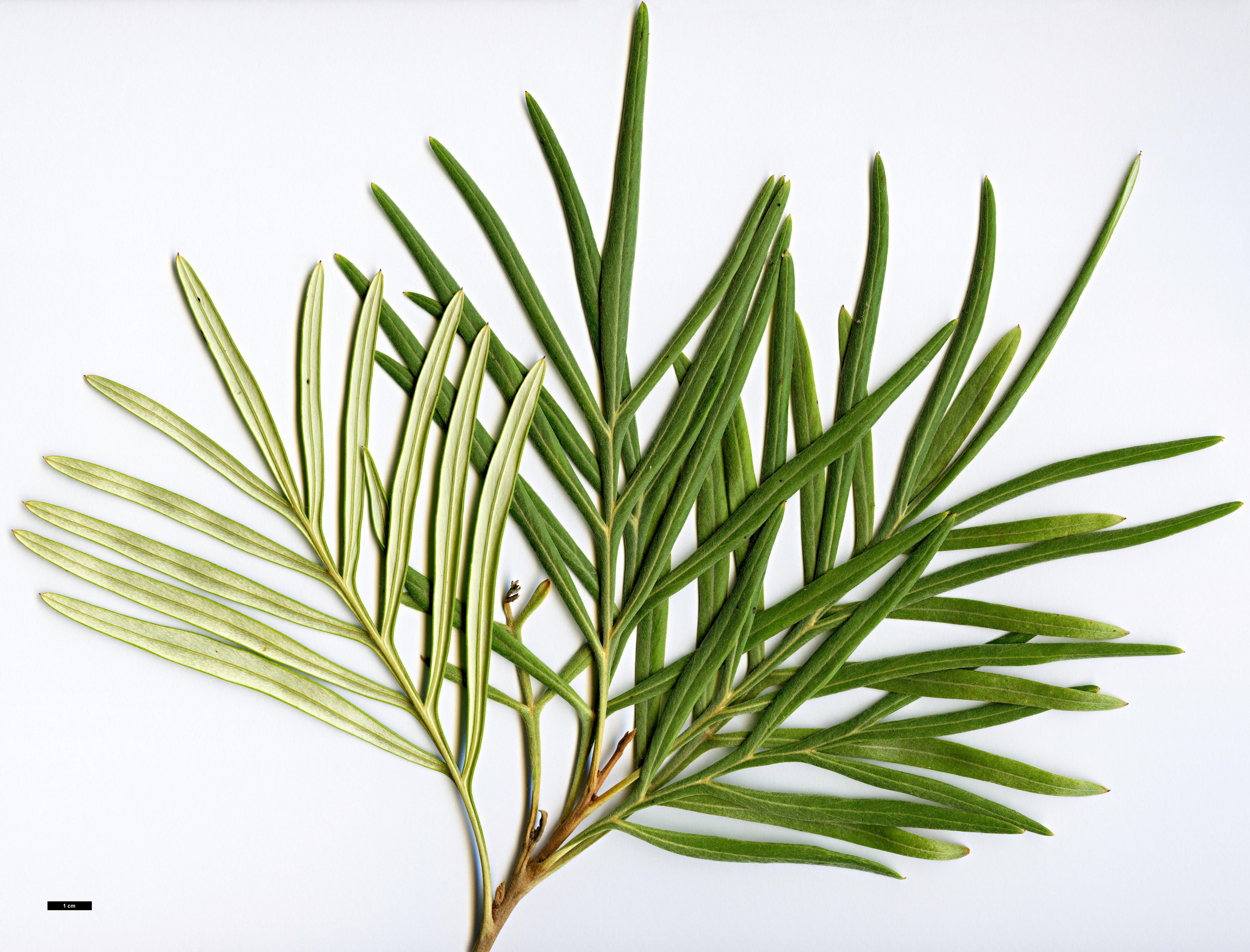 High resolution image: Family: Proteaceae - Genus: Grevillea - Taxon: banksii High resolution image: Family: Proteaceae - Genus: Grevillea - Taxon: banksii