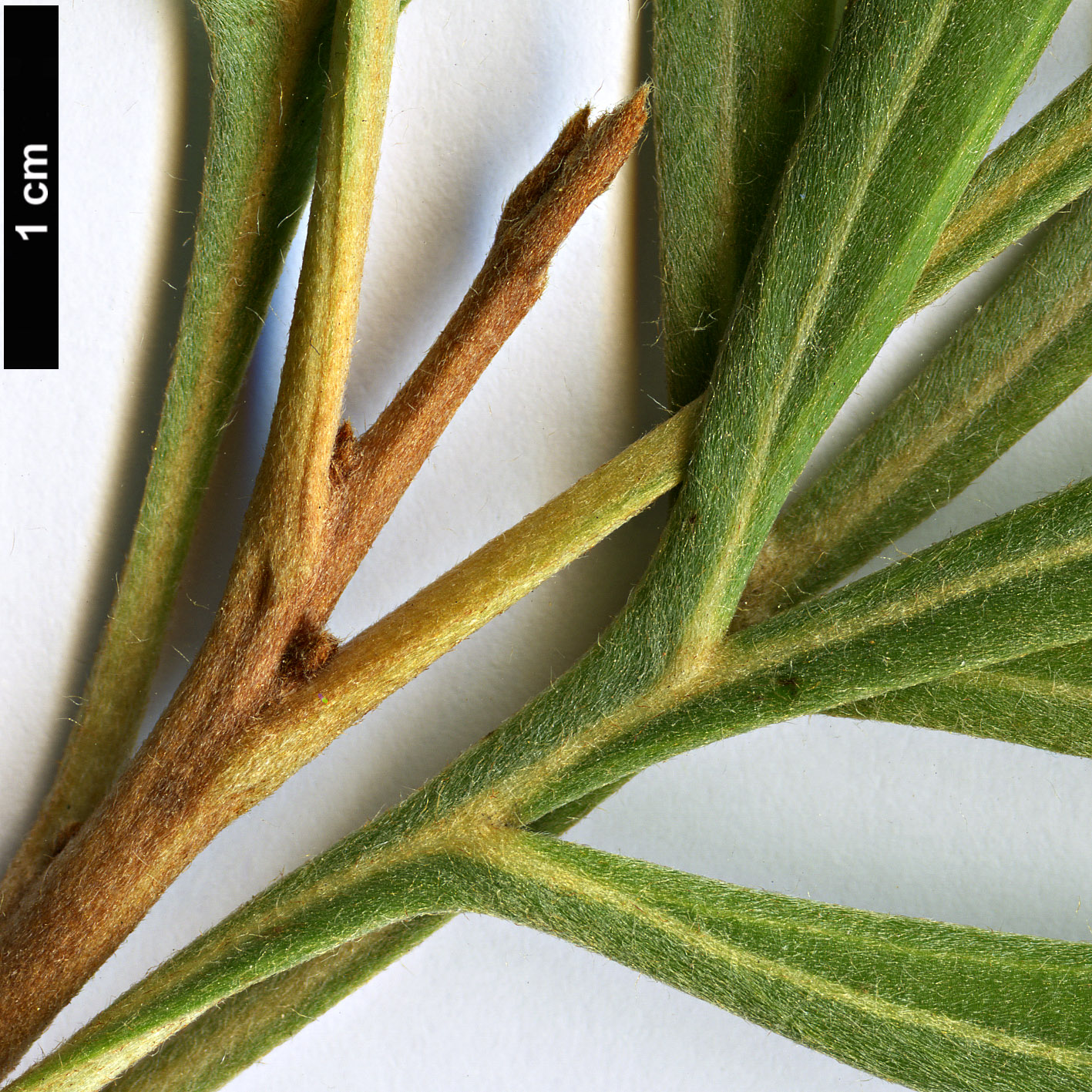 High resolution image: Family: Proteaceae - Genus: Grevillea - Taxon: banksii High resolution image: Family: Proteaceae - Genus: Grevillea - Taxon: banksii