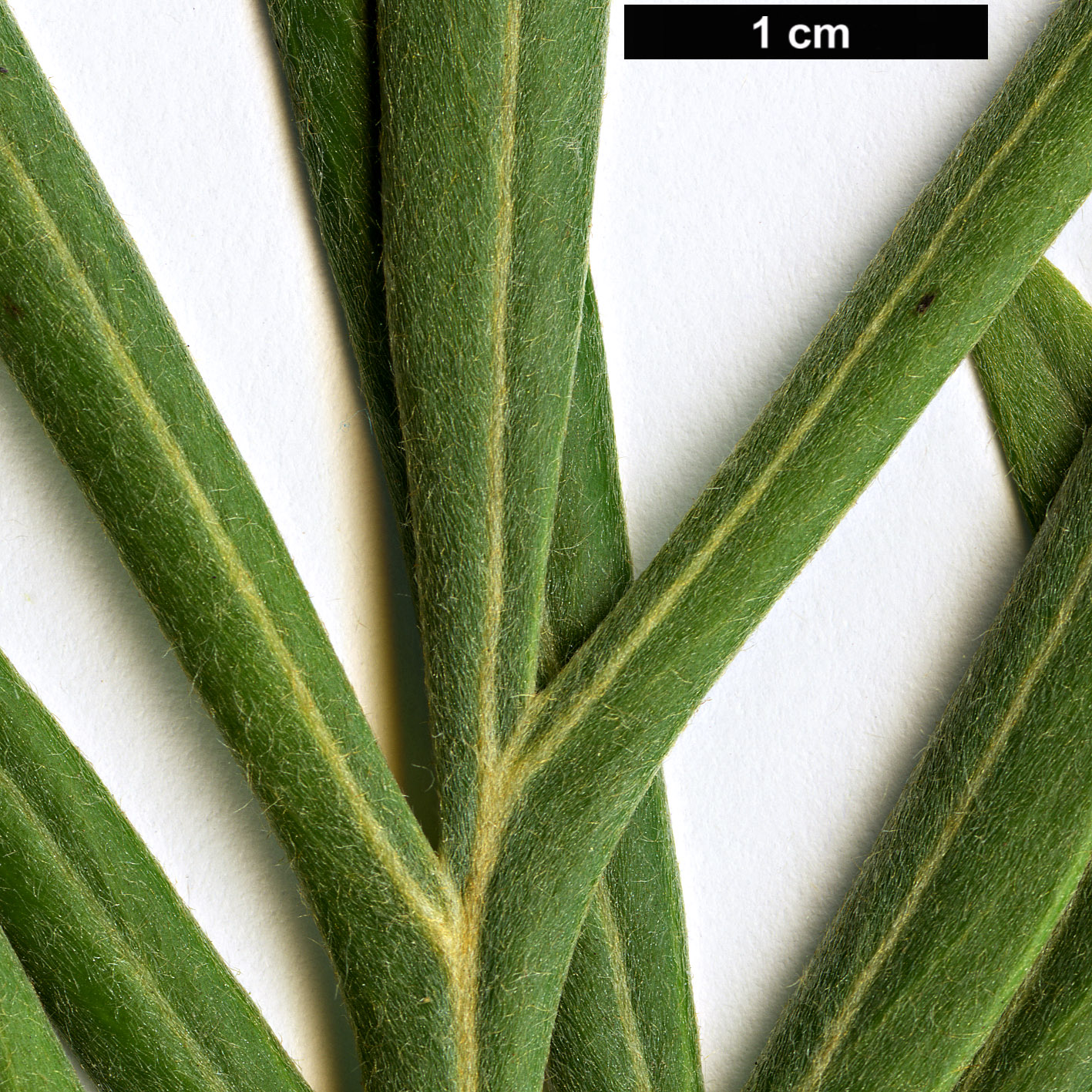 High resolution image: Family: Proteaceae - Genus: Grevillea - Taxon: banksii