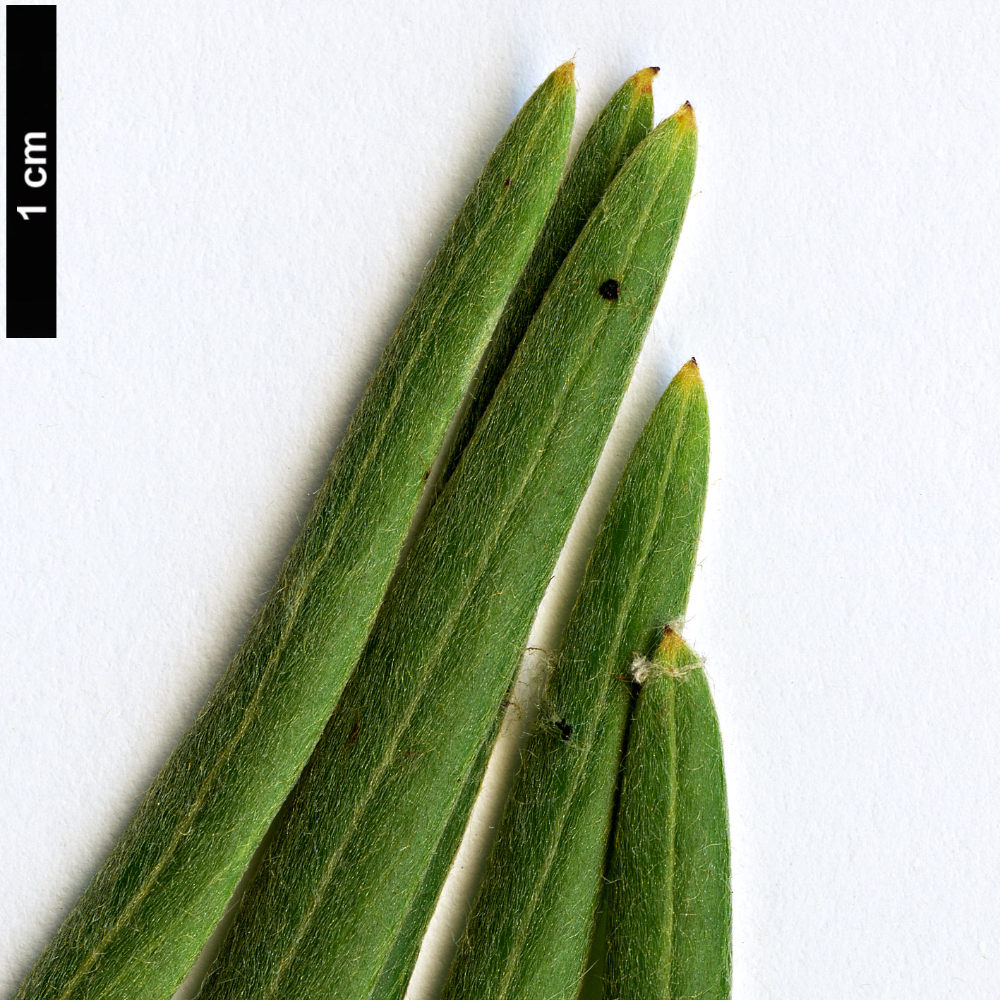 High resolution image: Family: Proteaceae - Genus: Grevillea - Taxon: banksii