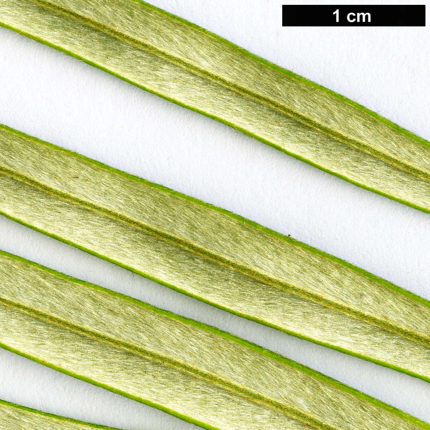 High resolution image: Family: Proteaceae - Genus: Grevillea - Taxon: banksii High resolution image: Family: Proteaceae - Genus: Grevillea - Taxon: banksii