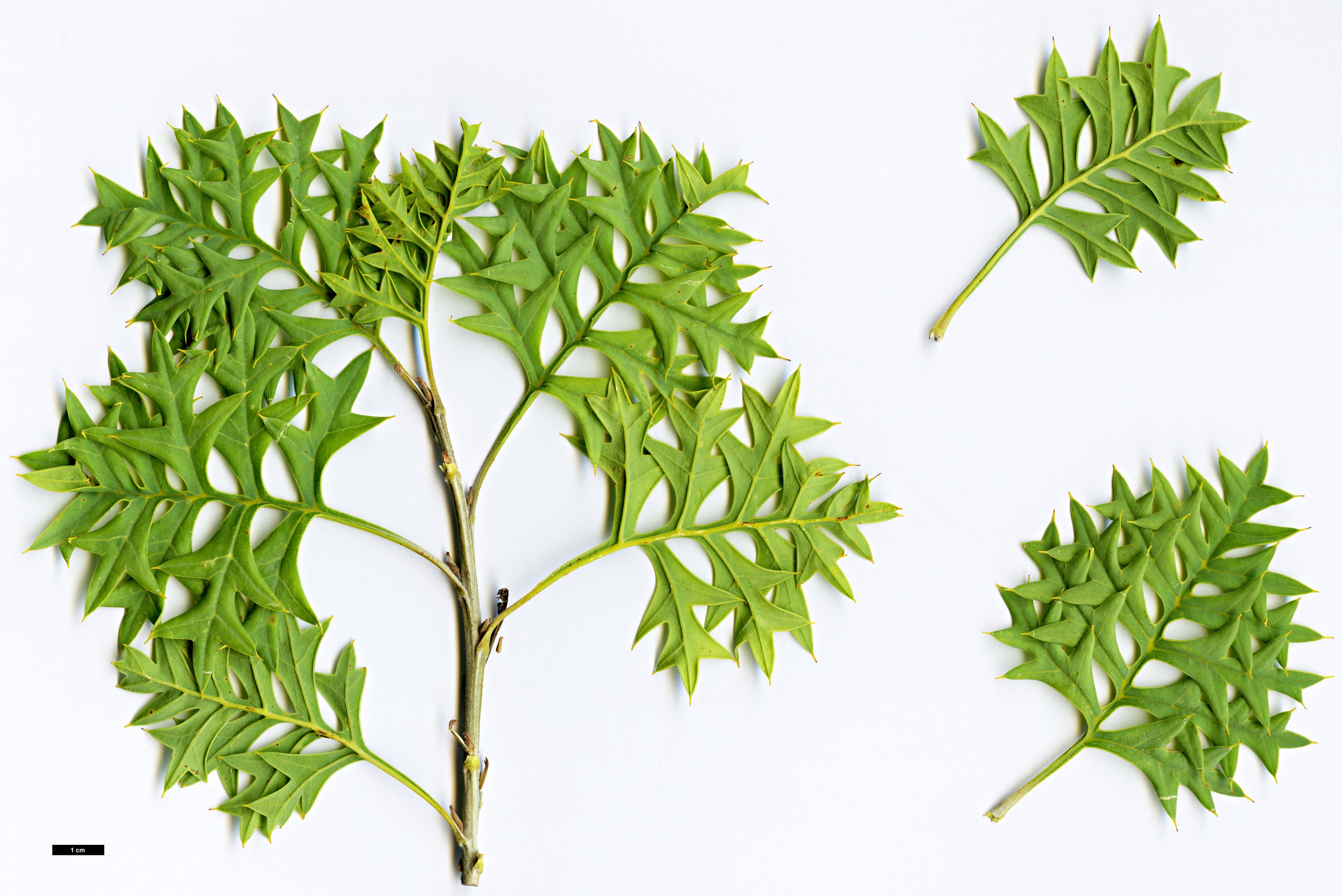 High resolution image: Family: Proteaceae - Genus: Grevillea - Taxon: bipinnatifida