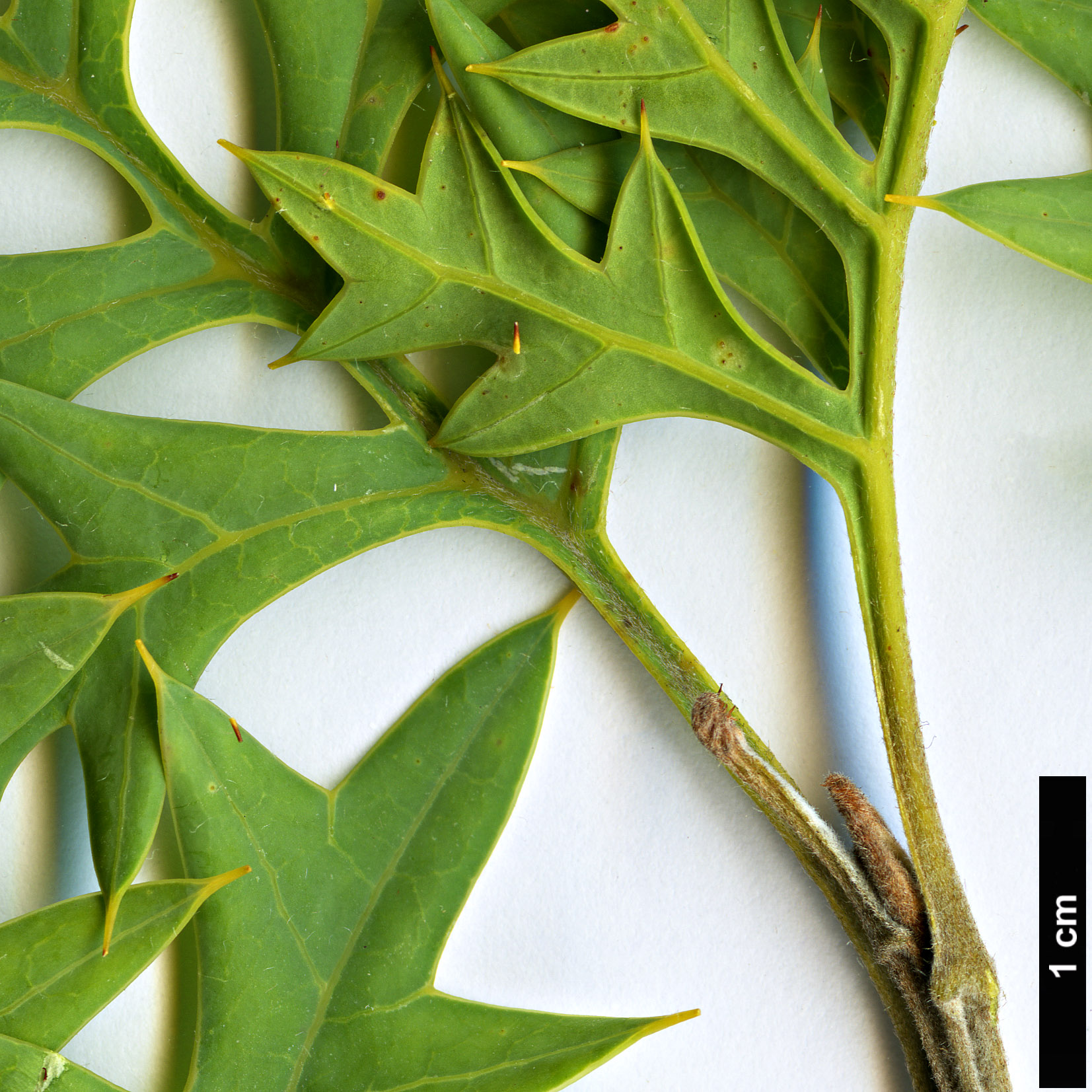 High resolution image: Family: Proteaceae - Genus: Grevillea - Taxon: bipinnatifida High resolution image: Family: Proteaceae - Genus: Grevillea - Taxon: bipinnatifida