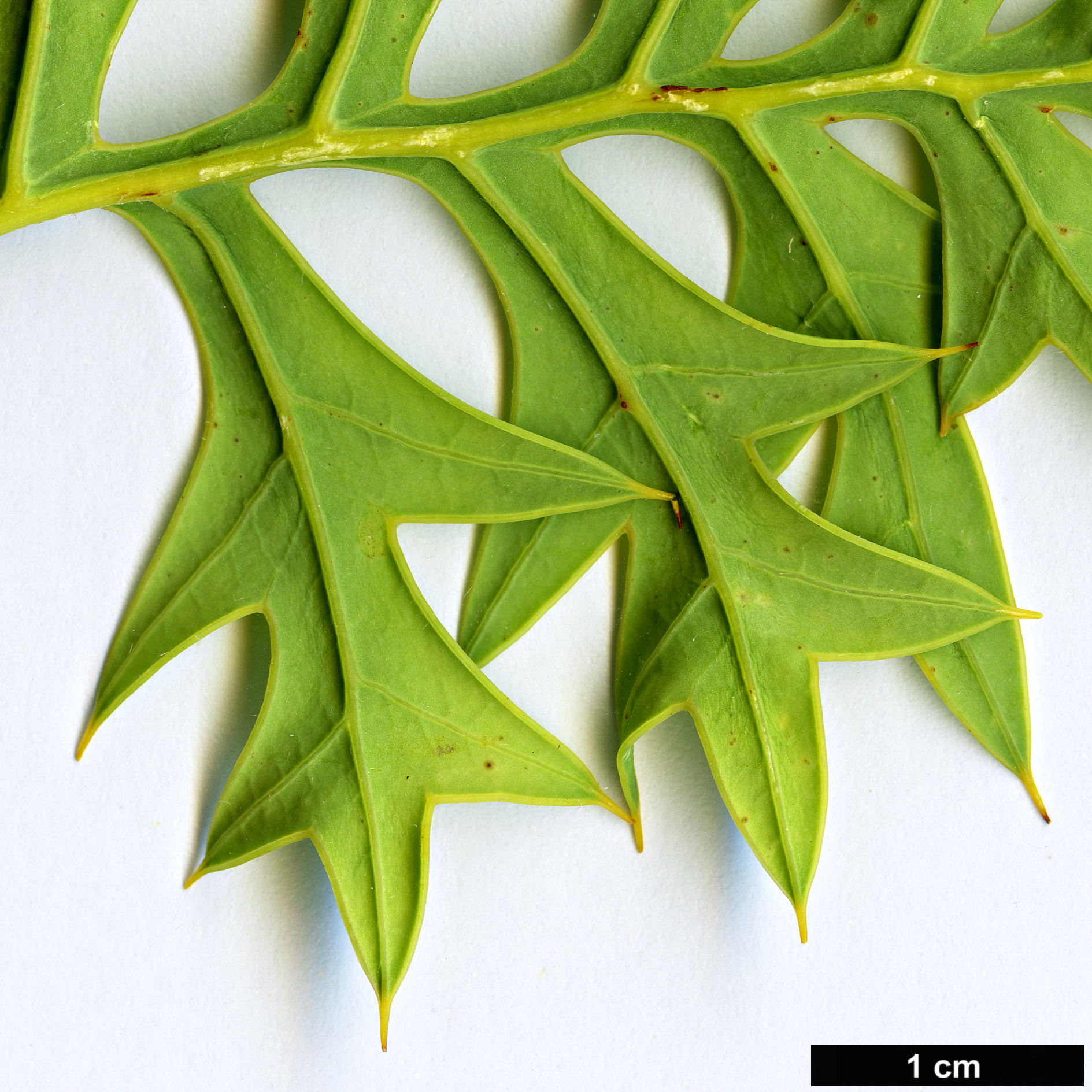 High resolution image: Family: Proteaceae - Genus: Grevillea - Taxon: bipinnatifida High resolution image: Family: Proteaceae - Genus: Grevillea - Taxon: bipinnatifida
