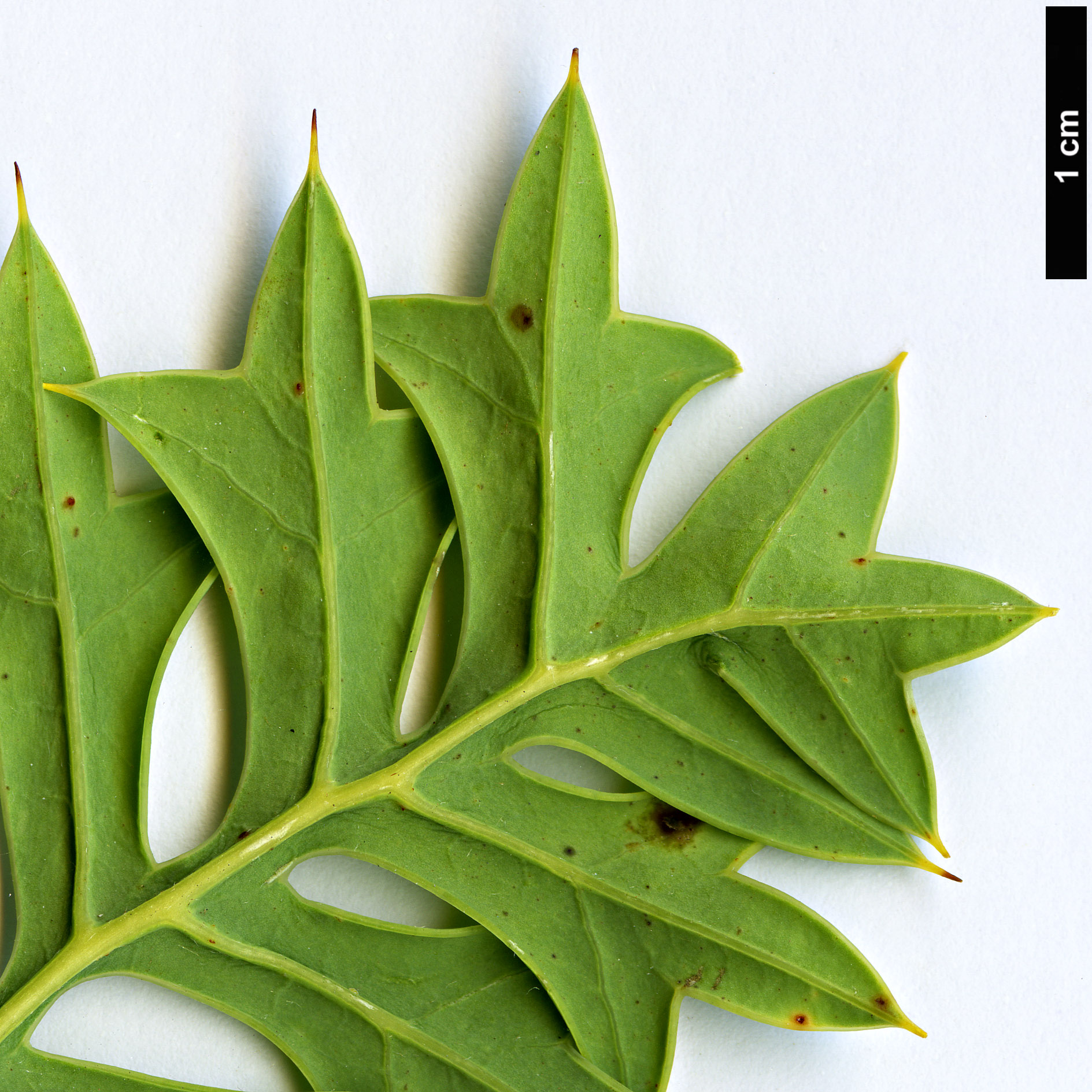 High resolution image: Family: Proteaceae - Genus: Grevillea - Taxon: bipinnatifida High resolution image: Family: Proteaceae - Genus: Grevillea - Taxon: bipinnatifida