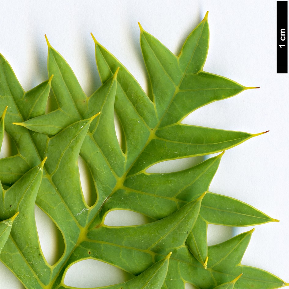 High resolution image: Family: Proteaceae - Genus: Grevillea - Taxon: bipinnatifida High resolution image: Family: Proteaceae - Genus: Grevillea - Taxon: bipinnatifida