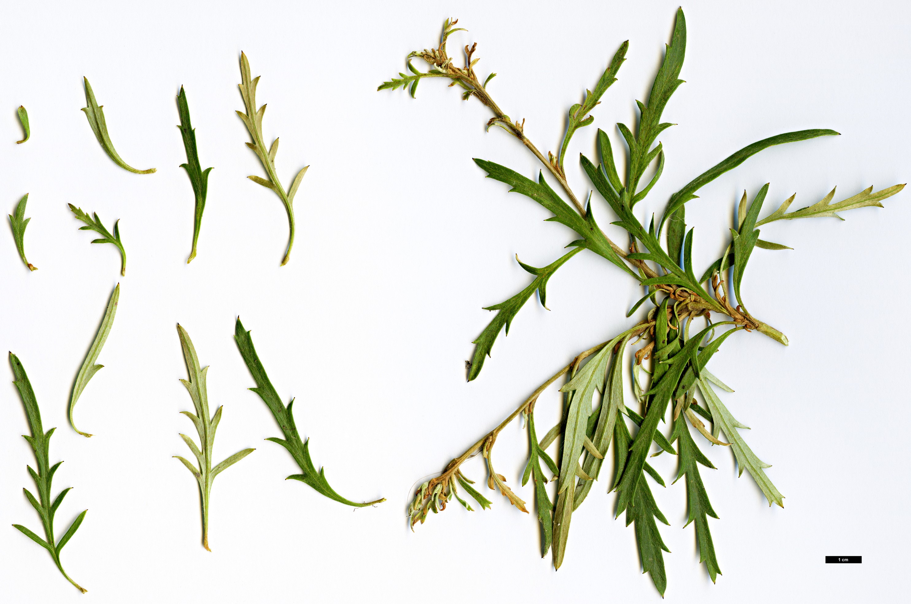 High resolution image: Family: Proteaceae - Genus: Grevillea - Taxon: cirsiifolia