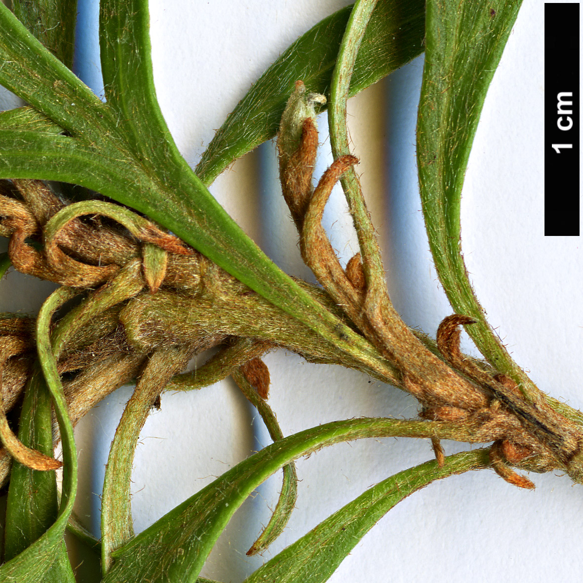 High resolution image: Family: Proteaceae - Genus: Grevillea - Taxon: cirsiifolia High resolution image: Family: Proteaceae - Genus: Grevillea - Taxon: cirsiifolia