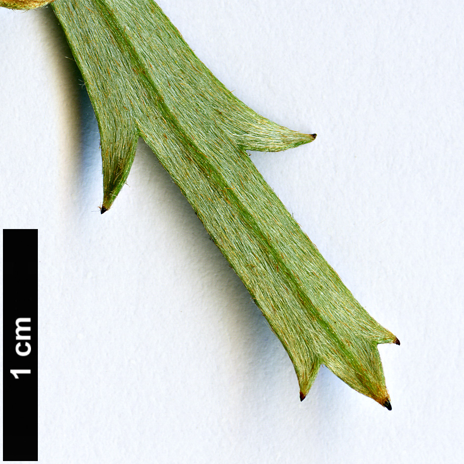 High resolution image: Family: Proteaceae - Genus: Grevillea - Taxon: cirsiifolia