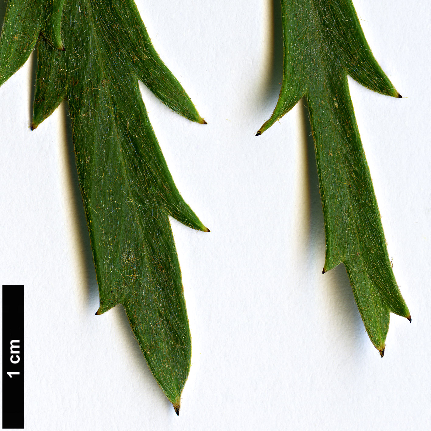 High resolution image: Family: Proteaceae - Genus: Grevillea - Taxon: cirsiifolia High resolution image: Family: Proteaceae - Genus: Grevillea - Taxon: cirsiifolia