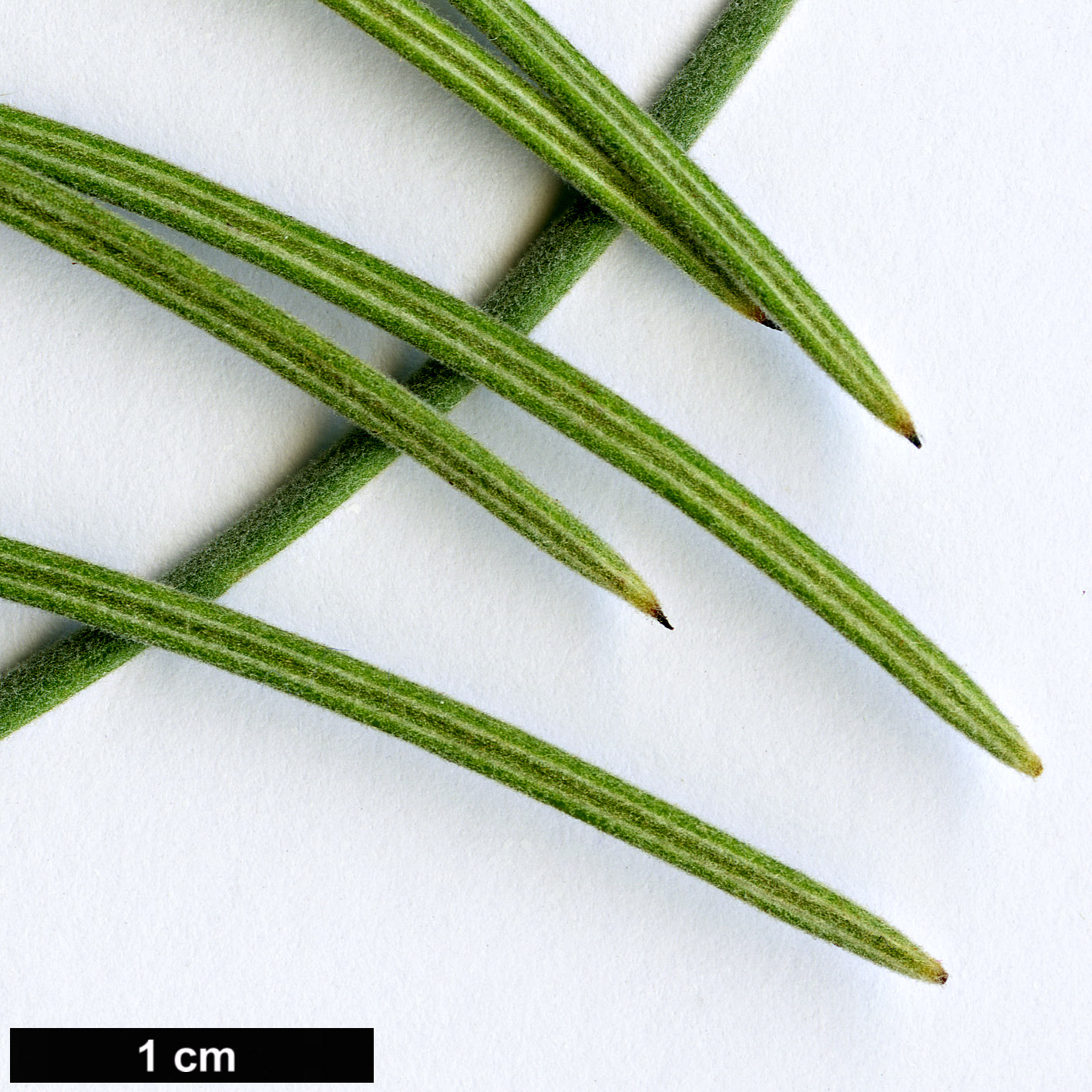 High resolution image: Family: Proteaceae - Genus: Grevillea - Taxon: eriostachya