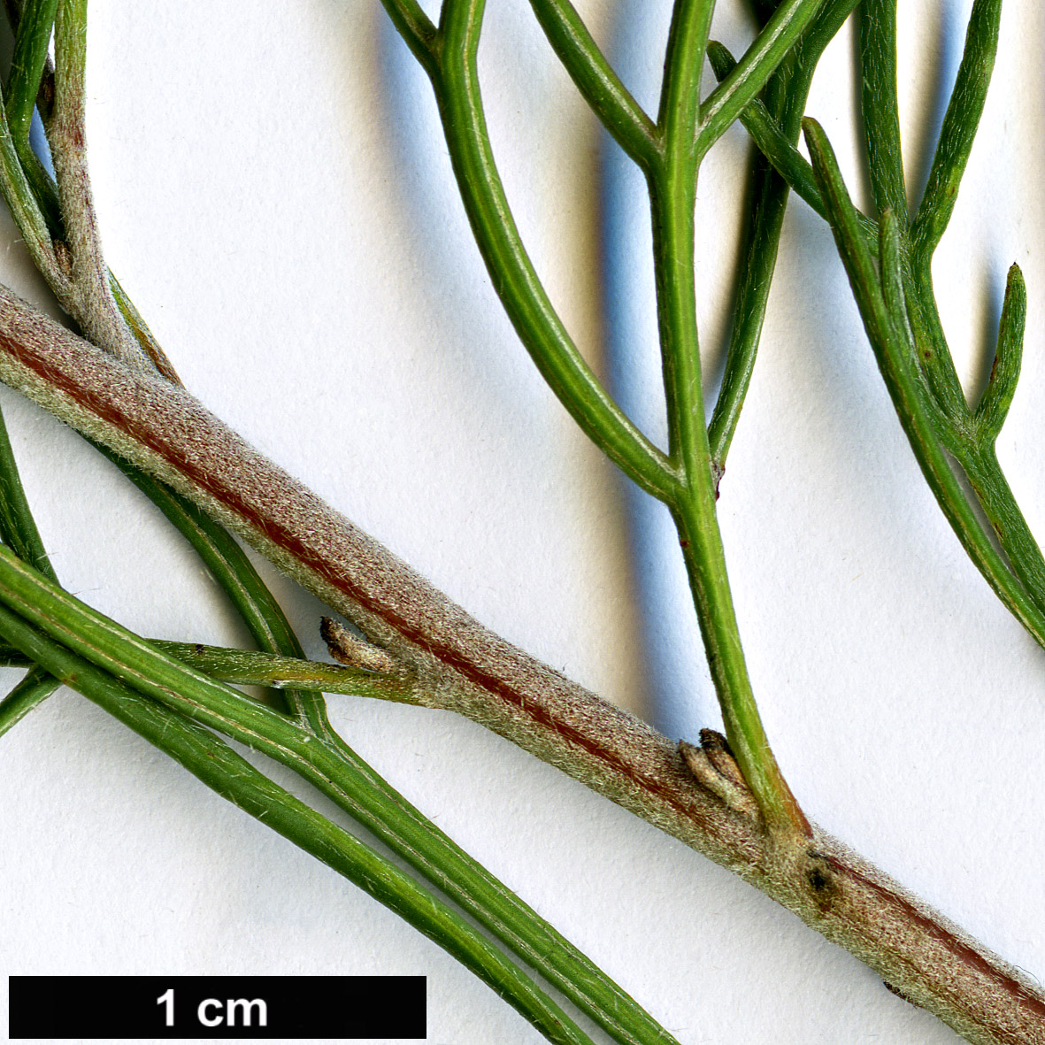 High resolution image: Family: Proteaceae - Genus: Grevillea - Taxon: fililoba