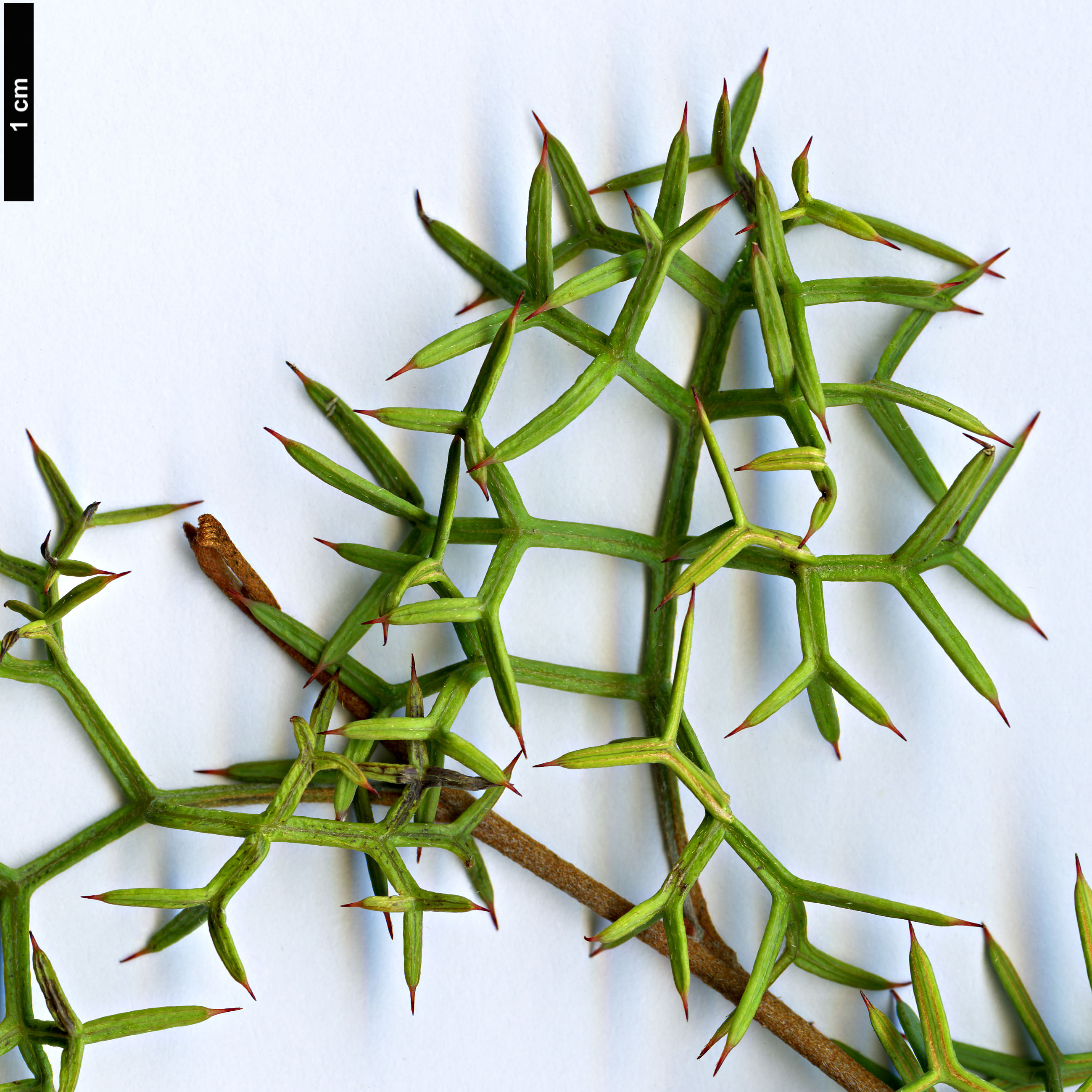 High resolution image: Family: Proteaceae - Genus: Grevillea - Taxon: georgeana High resolution image: Family: Proteaceae - Genus: Grevillea - Taxon: georgeana