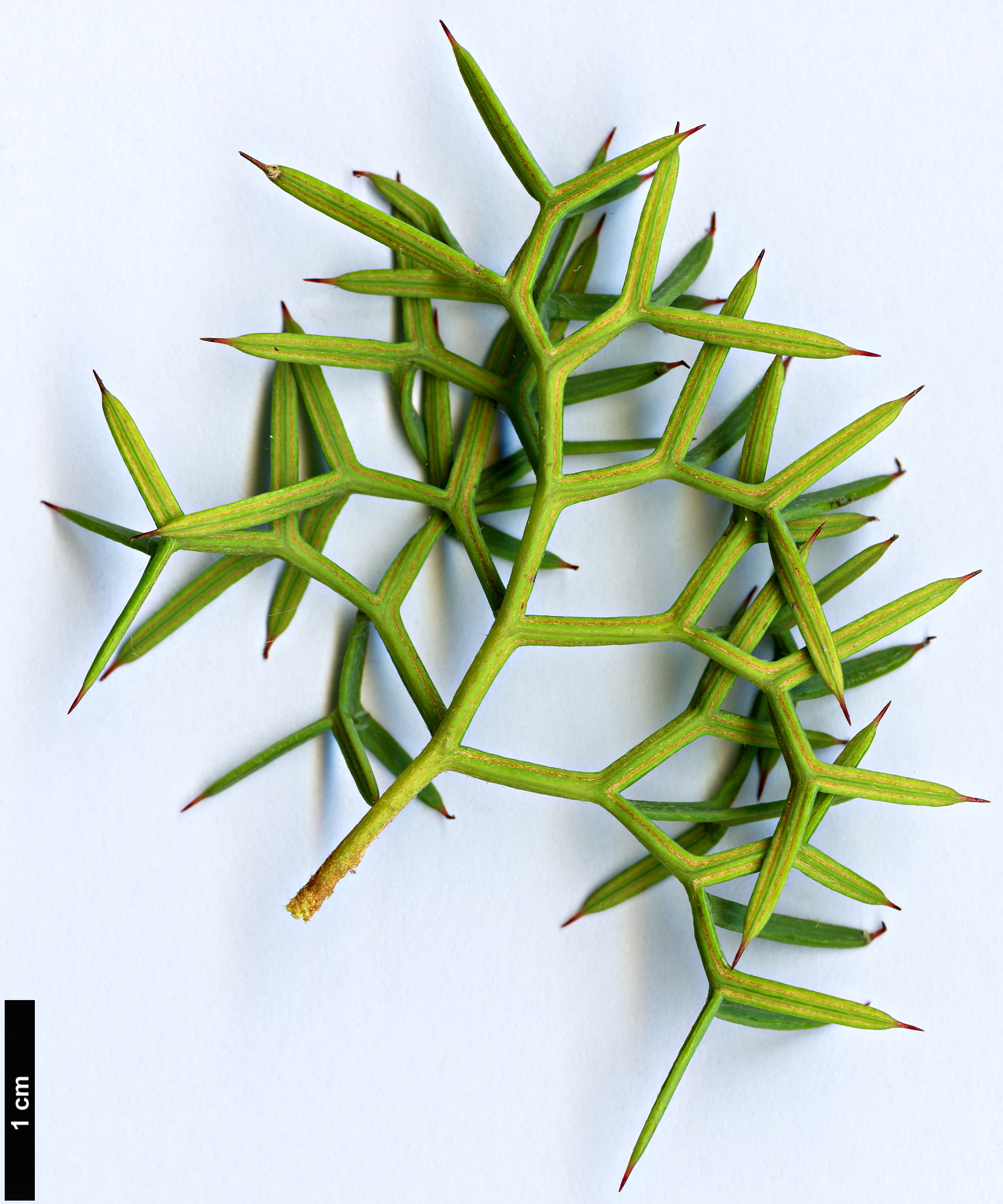 High resolution image: Family: Proteaceae - Genus: Grevillea - Taxon: georgeana High resolution image: Family: Proteaceae - Genus: Grevillea - Taxon: georgeana