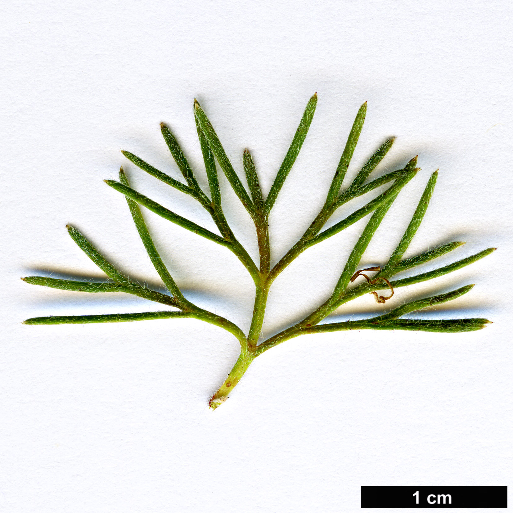 High resolution image: Family: Proteaceae - Genus: Grevillea - Taxon: humifusa