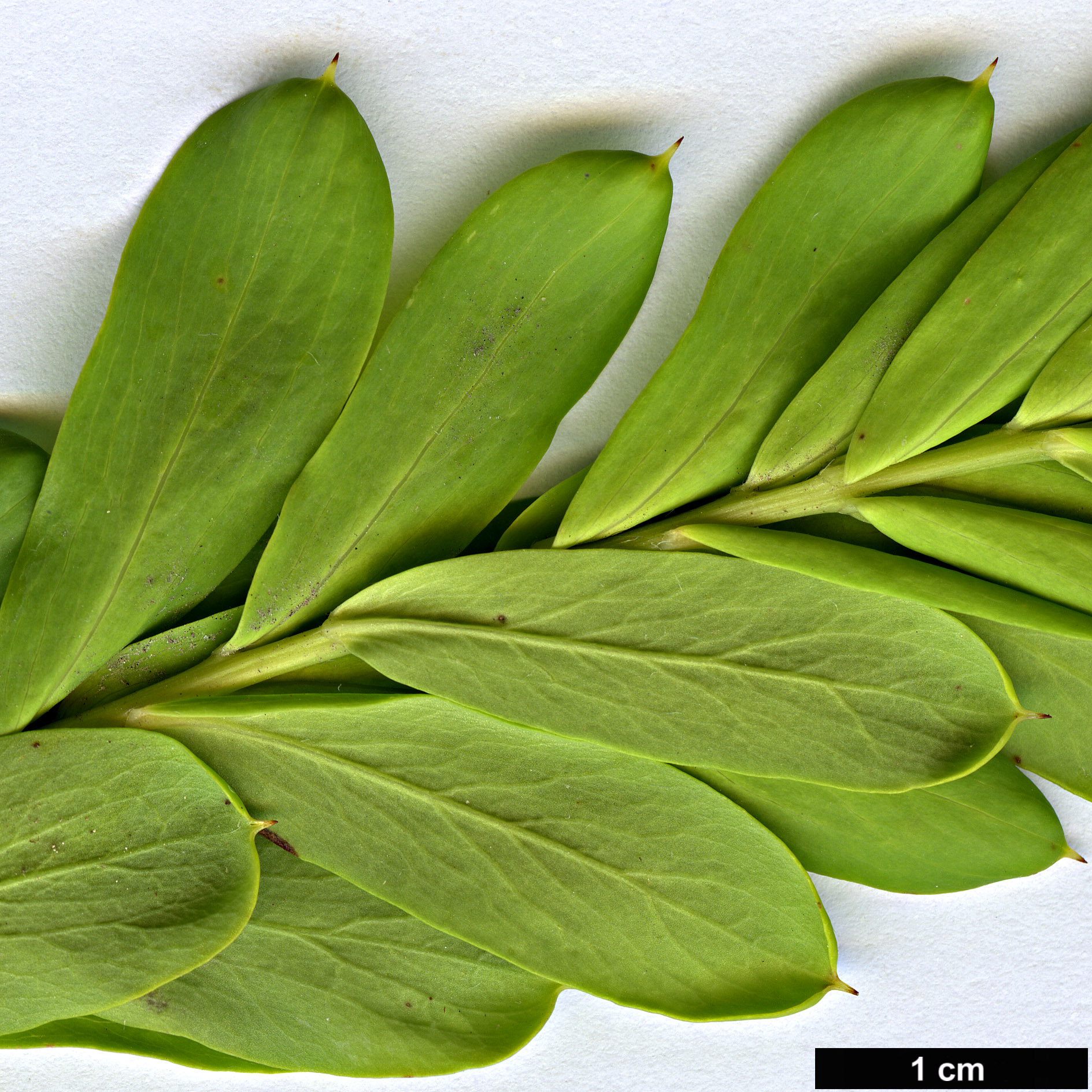 High resolution image: Family: Proteaceae - Genus: Grevillea - Taxon: iapiscula