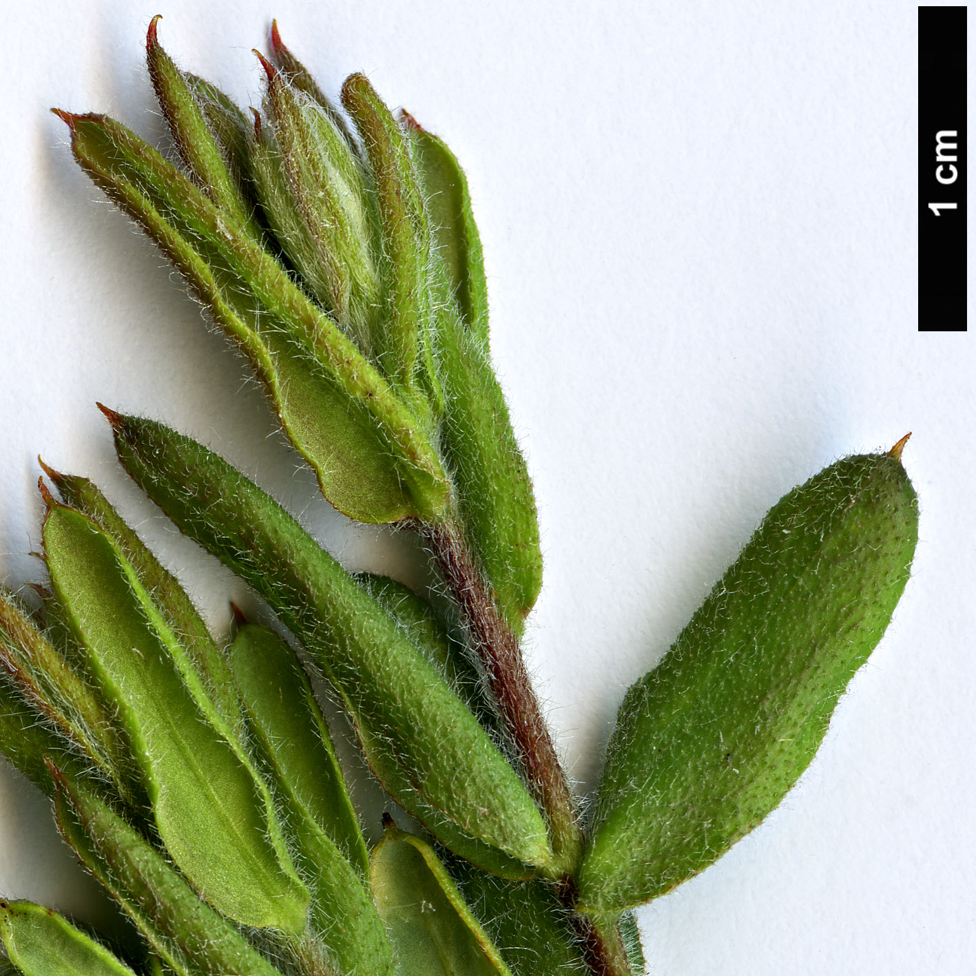 High resolution image: Family: Proteaceae - Genus: Grevillea - Taxon: jephcottii High resolution image: Family: Proteaceae - Genus: Grevillea - Taxon: jephcottii