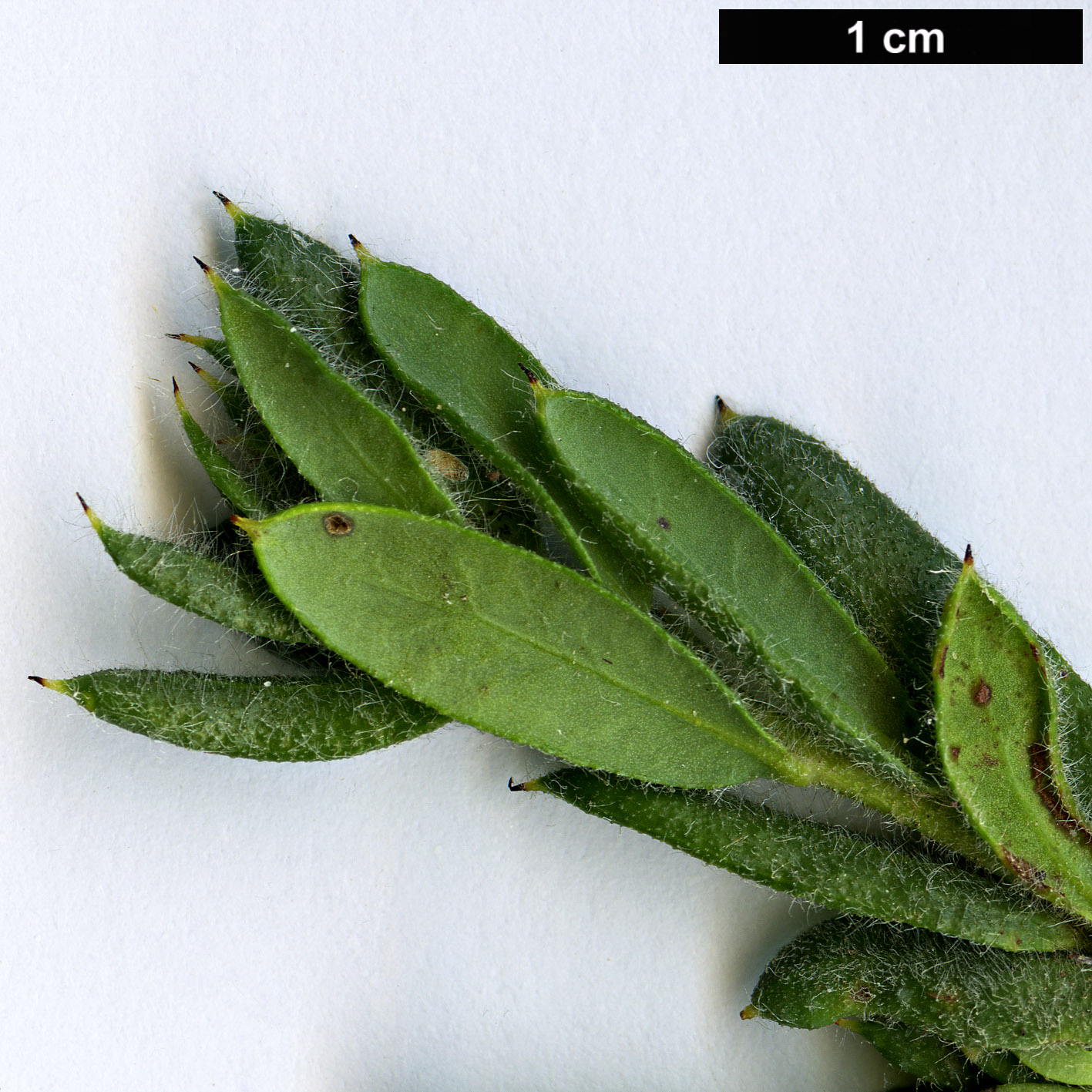 High resolution image: Family: Proteaceae - Genus: Grevillea - Taxon: jephcottii High resolution image: Family: Proteaceae - Genus: Grevillea - Taxon: jephcottii