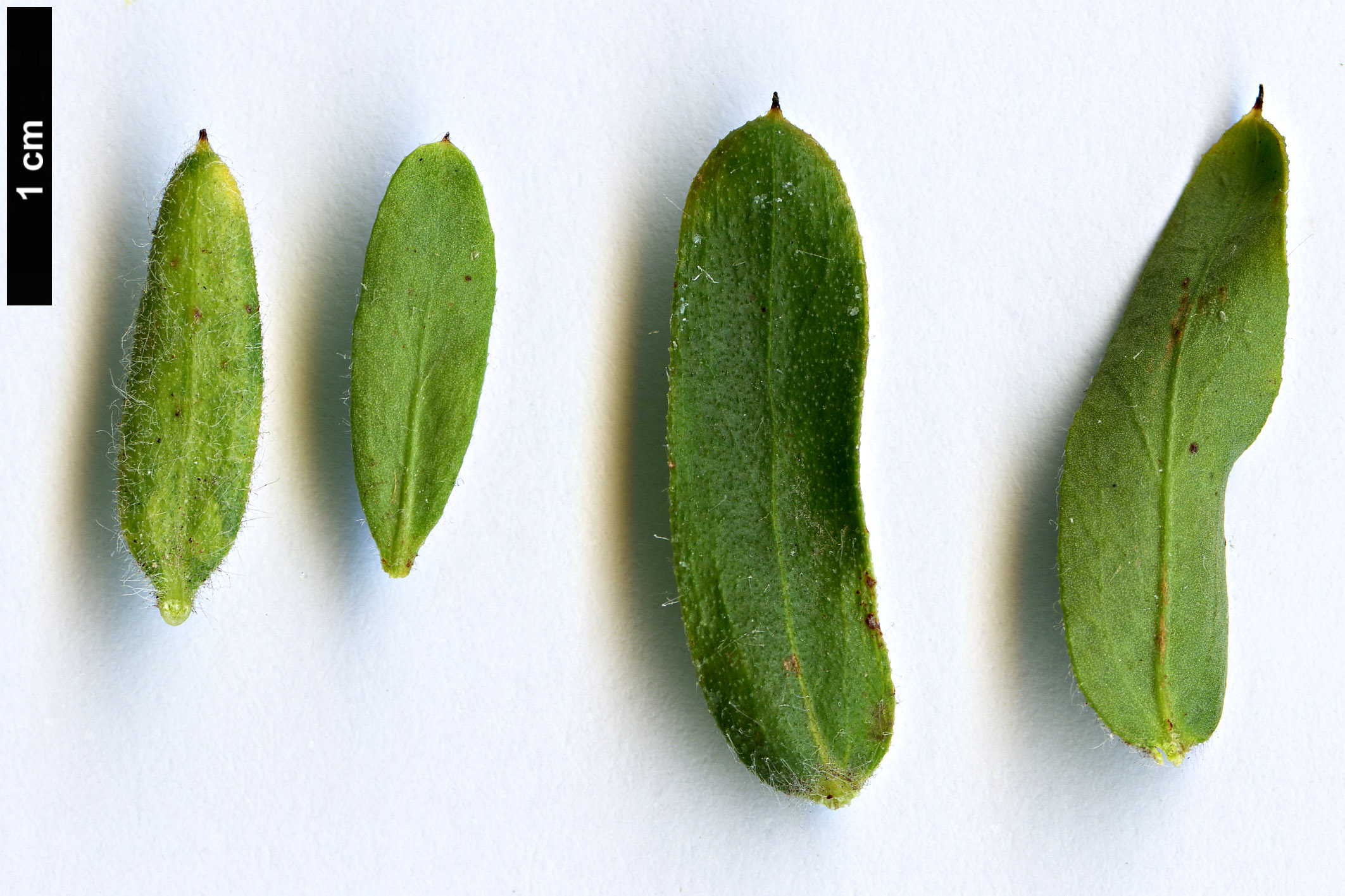 High resolution image: Family: Proteaceae - Genus: Grevillea - Taxon: jephcottii High resolution image: Family: Proteaceae - Genus: Grevillea - Taxon: jephcottii