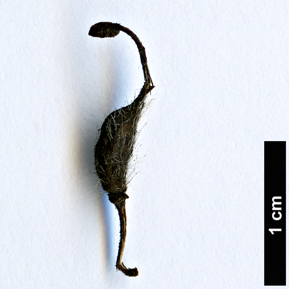 High resolution image: Family: Proteaceae - Genus: Grevillea - Taxon: jephcottii High resolution image: Family: Proteaceae - Genus: Grevillea - Taxon: jephcottii