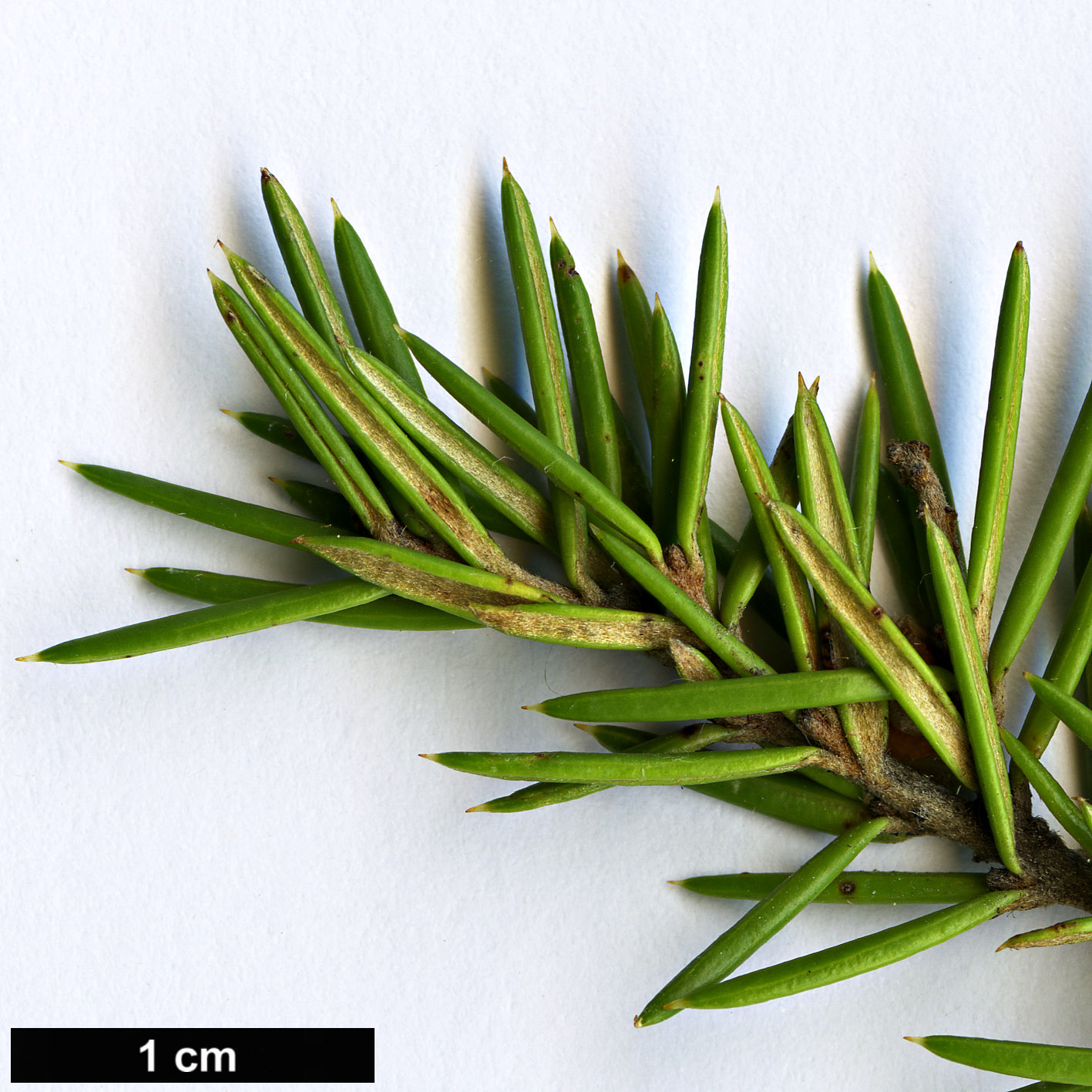 High resolution image: Family: Proteaceae - Genus: Grevillea - Taxon: juniperina - SpeciesSub: ‘Molonglo’