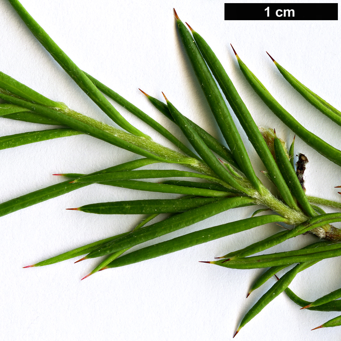 High resolution image: Family: Proteaceae - Genus: Grevillea - Taxon: lavandulacea