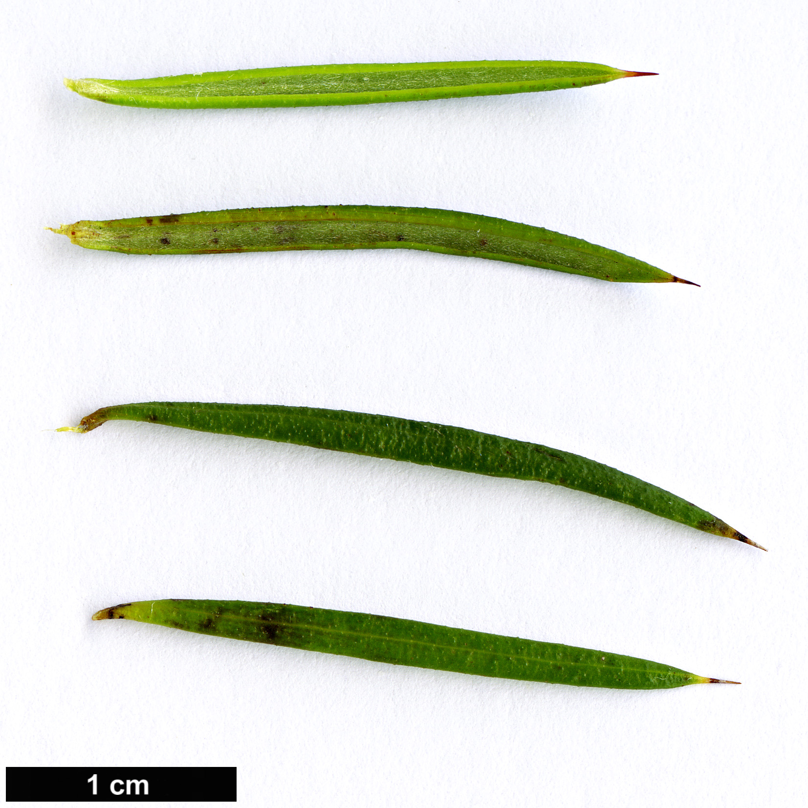 High resolution image: Family: Proteaceae - Genus: Grevillea - Taxon: lavandulacea