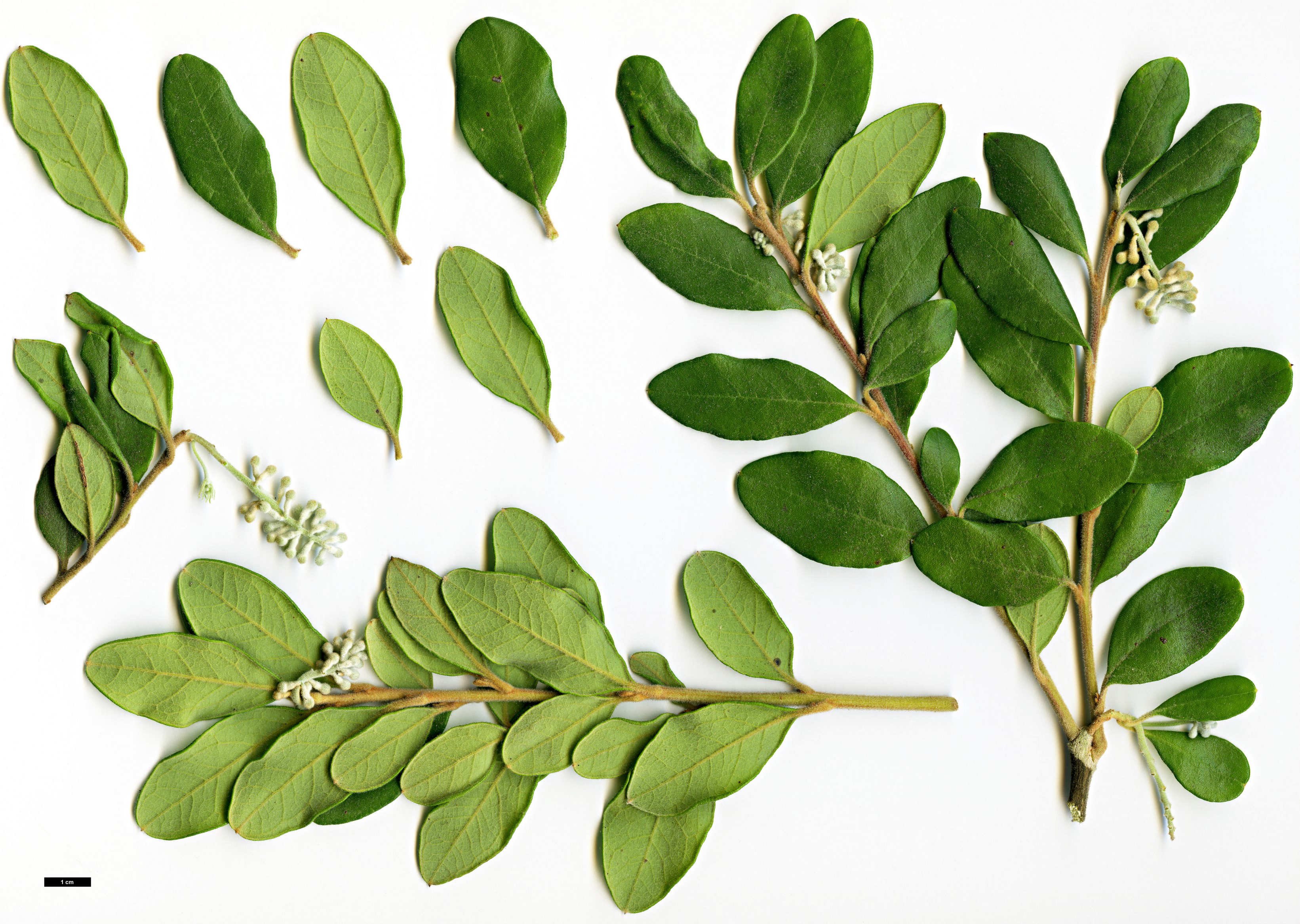 High resolution image: Family: Proteaceae - Genus: Grevillea - Taxon: miqueliana