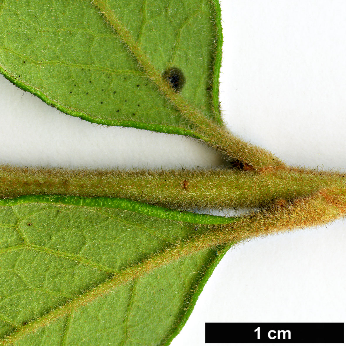 High resolution image: Family: Proteaceae - Genus: Grevillea - Taxon: miqueliana