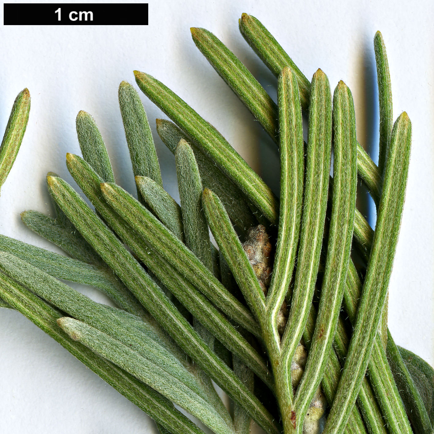 High resolution image: Family: Proteaceae - Genus: Grevillea - Taxon: nivea