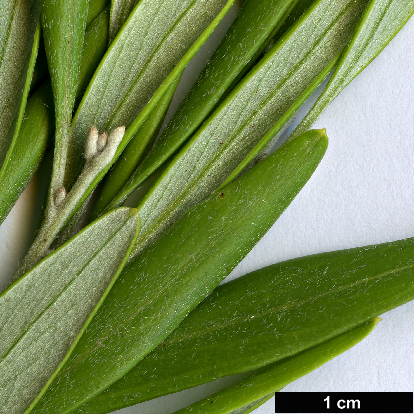 High resolution image: Family: Proteaceae - Genus: Grevillea - Taxon: olivacea