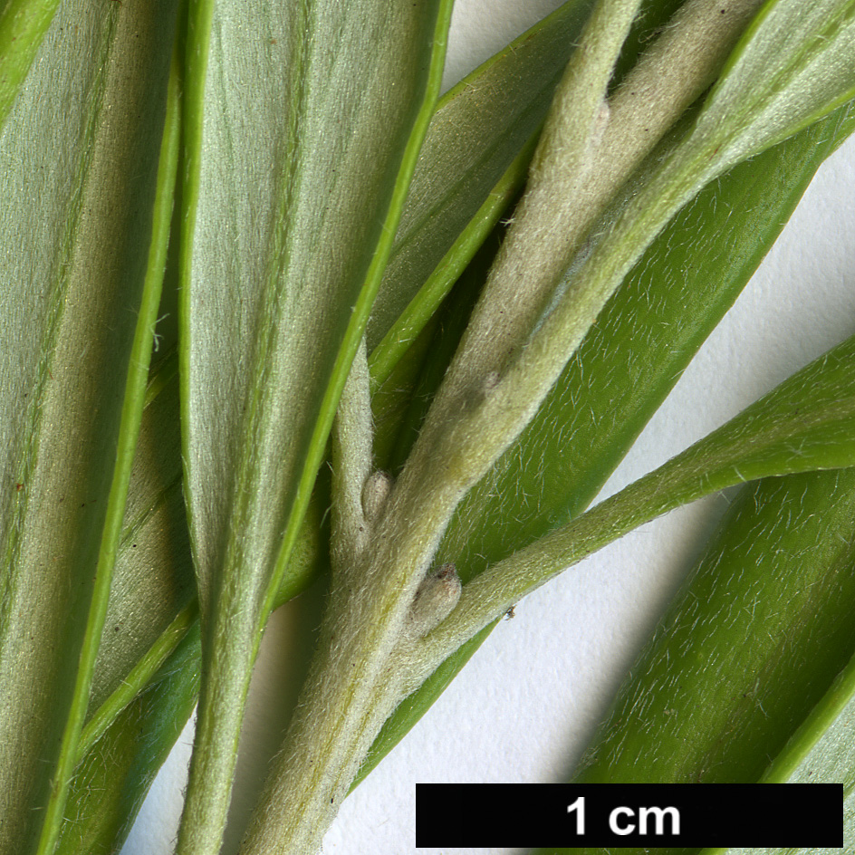 High resolution image: Family: Proteaceae - Genus: Grevillea - Taxon: olivacea