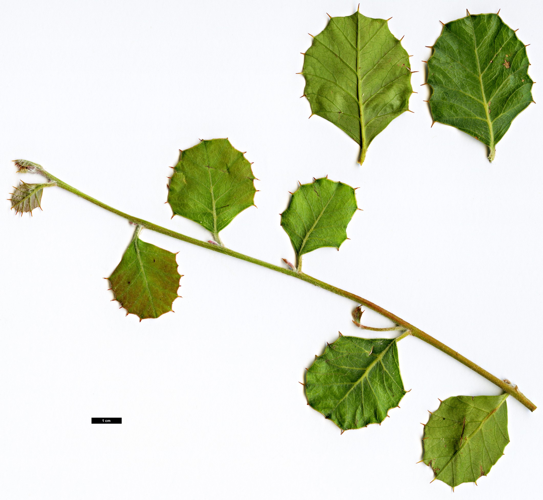 High resolution image: Family: Proteaceae - Genus: Grevillea - Taxon: pilosa High resolution image: Family: Proteaceae - Genus: Grevillea - Taxon: pilosa