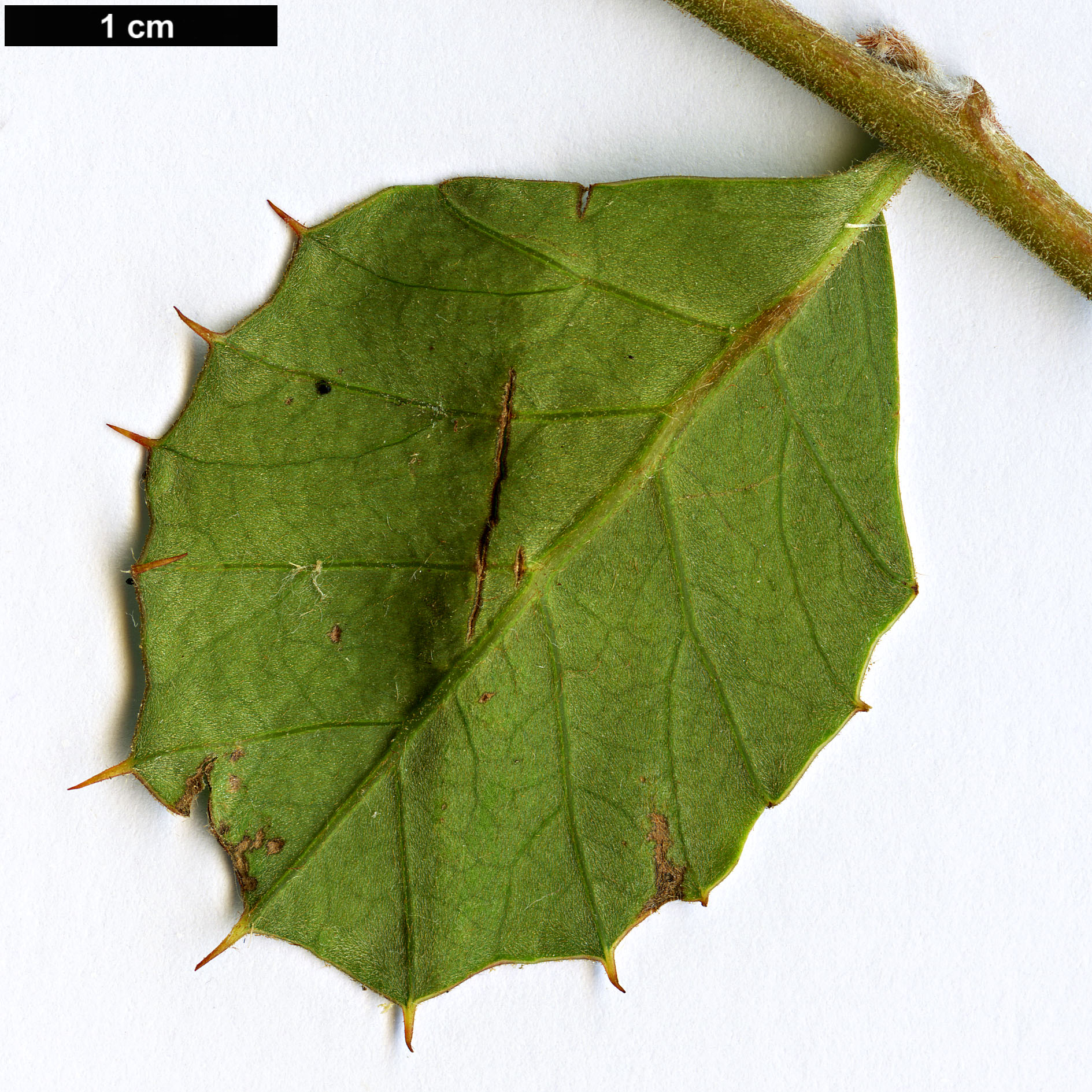 High resolution image: Family: Proteaceae - Genus: Grevillea - Taxon: pilosa High resolution image: Family: Proteaceae - Genus: Grevillea - Taxon: pilosa