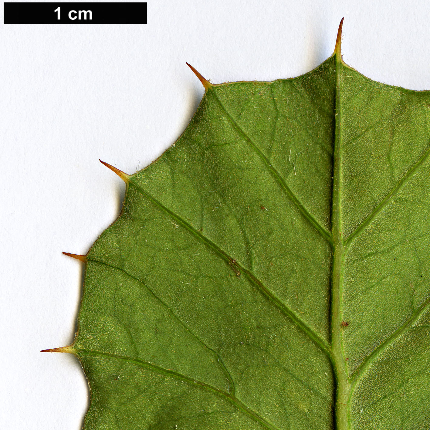 High resolution image: Family: Proteaceae - Genus: Grevillea - Taxon: pilosa High resolution image: Family: Proteaceae - Genus: Grevillea - Taxon: pilosa