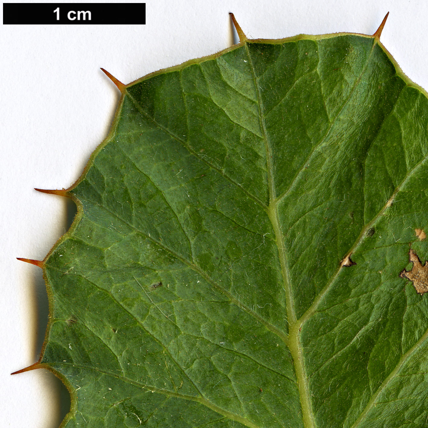 High resolution image: Family: Proteaceae - Genus: Grevillea - Taxon: pilosa High resolution image: Family: Proteaceae - Genus: Grevillea - Taxon: pilosa