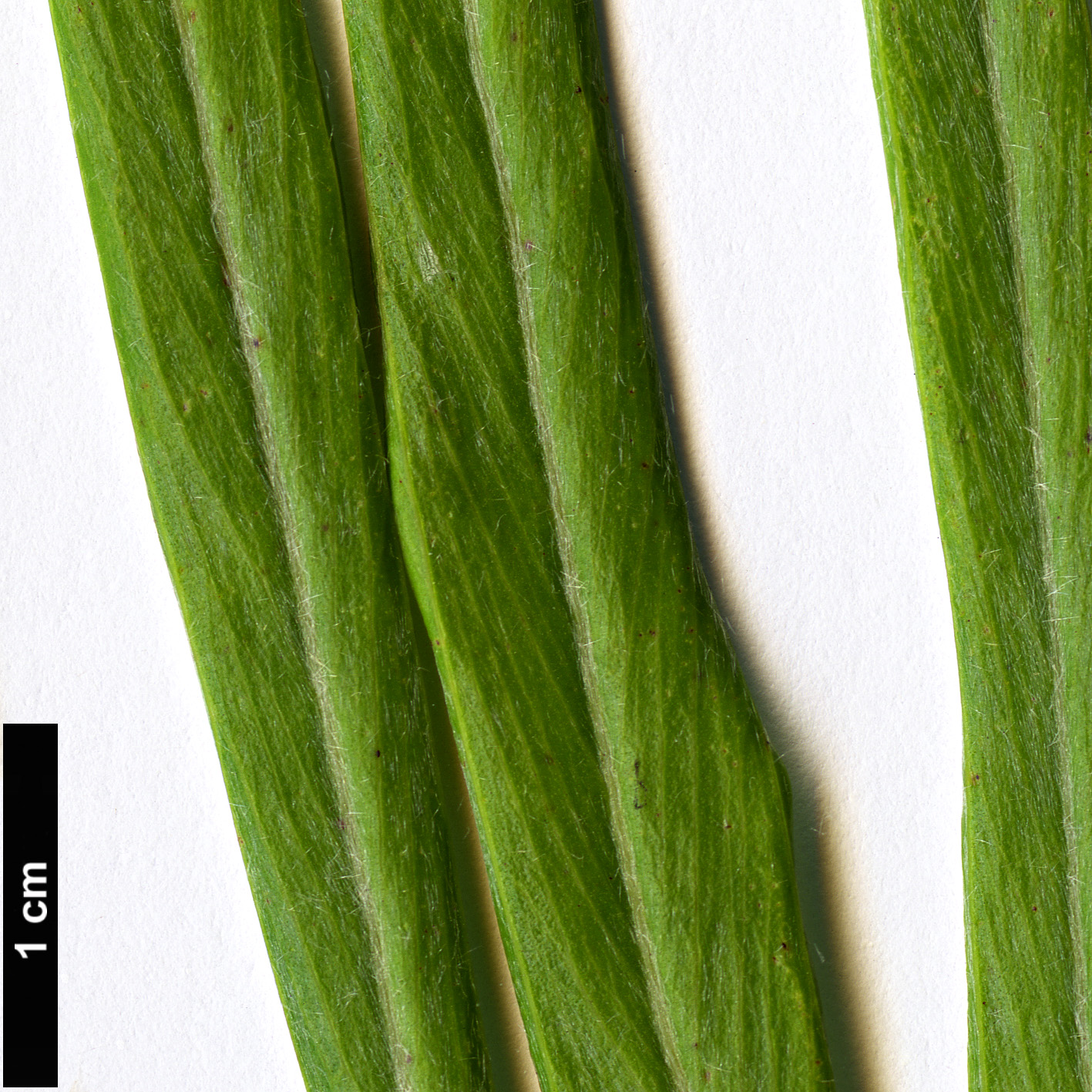 High resolution image: Family: Proteaceae - Genus: Grevillea - Taxon: pteridifolia