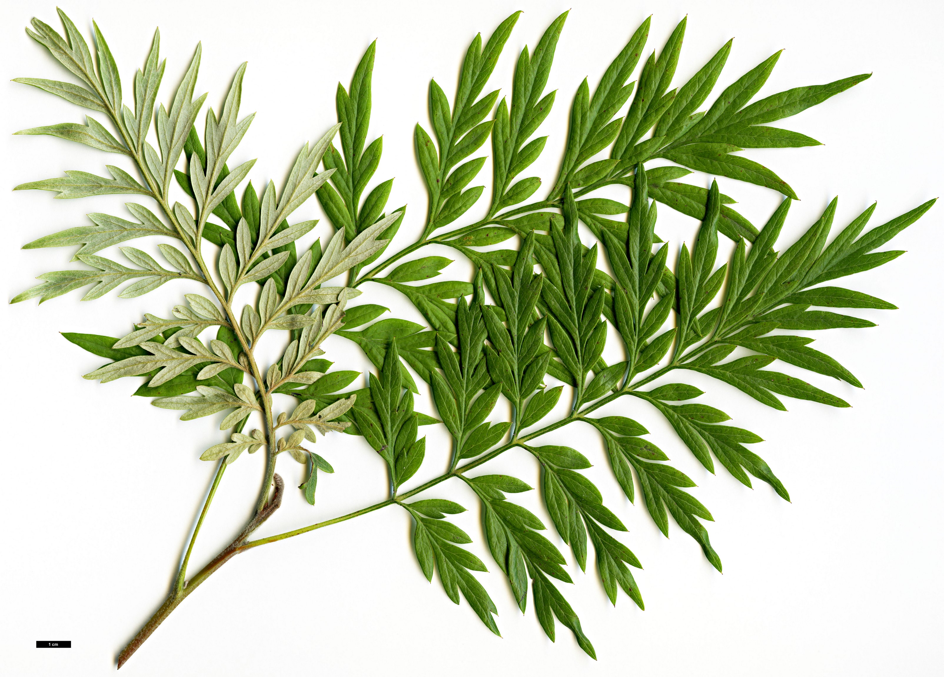 High resolution image: Family: Proteaceae - Genus: Grevillea - Taxon: robusta High resolution image: Family: Proteaceae - Genus: Grevillea - Taxon: robusta