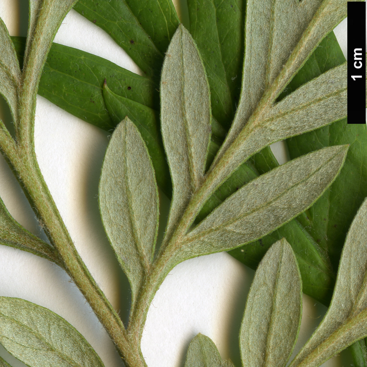 High resolution image: Family: Proteaceae - Genus: Grevillea - Taxon: robusta High resolution image: Family: Proteaceae - Genus: Grevillea - Taxon: robusta