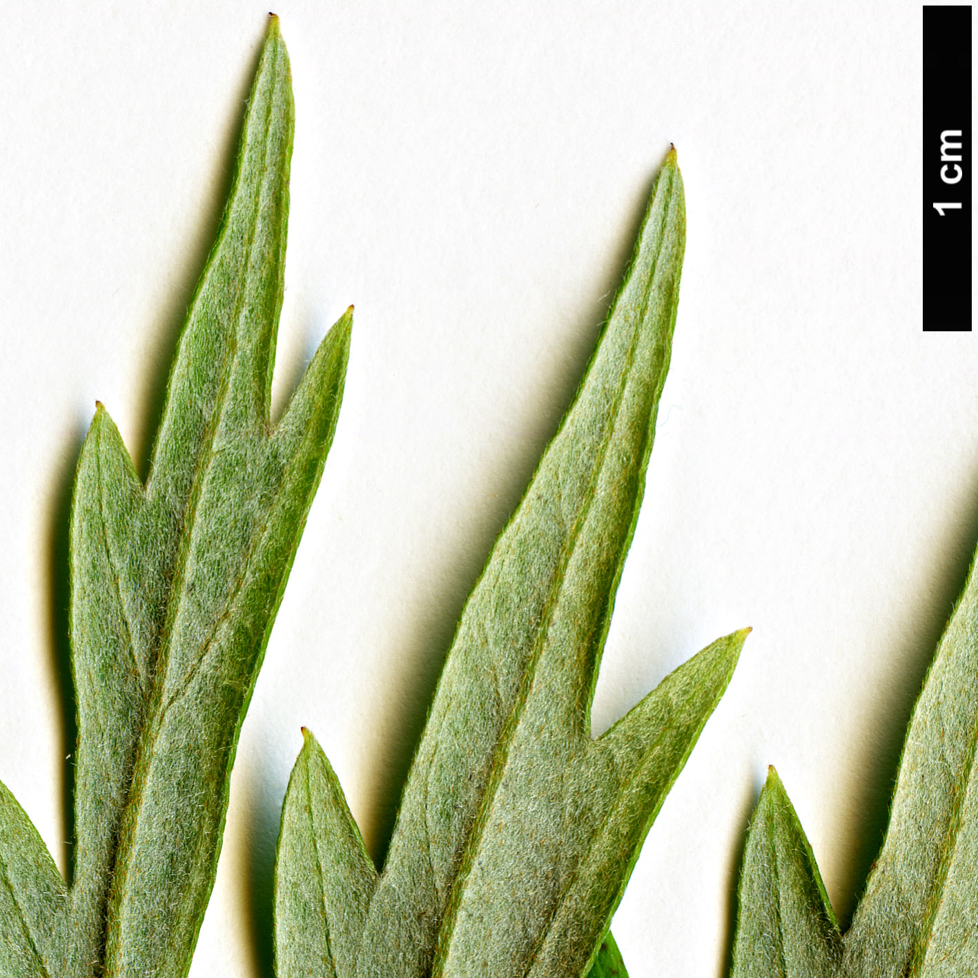 High resolution image: Family: Proteaceae - Genus: Grevillea - Taxon: robusta High resolution image: Family: Proteaceae - Genus: Grevillea - Taxon: robusta