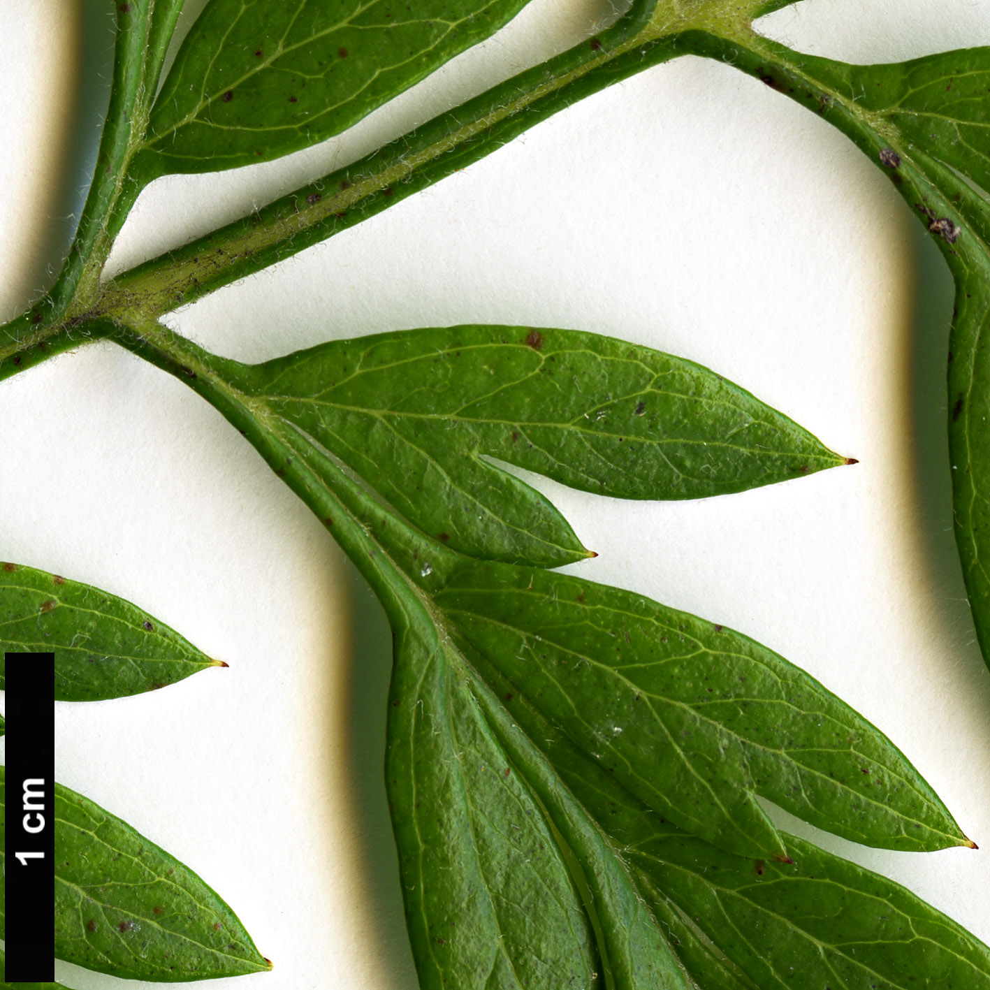 High resolution image: Family: Proteaceae - Genus: Grevillea - Taxon: robusta High resolution image: Family: Proteaceae - Genus: Grevillea - Taxon: robusta