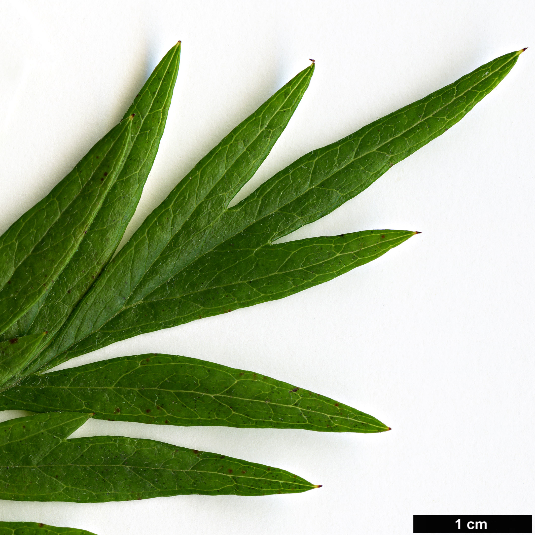 High resolution image: Family: Proteaceae - Genus: Grevillea - Taxon: robusta High resolution image: Family: Proteaceae - Genus: Grevillea - Taxon: robusta