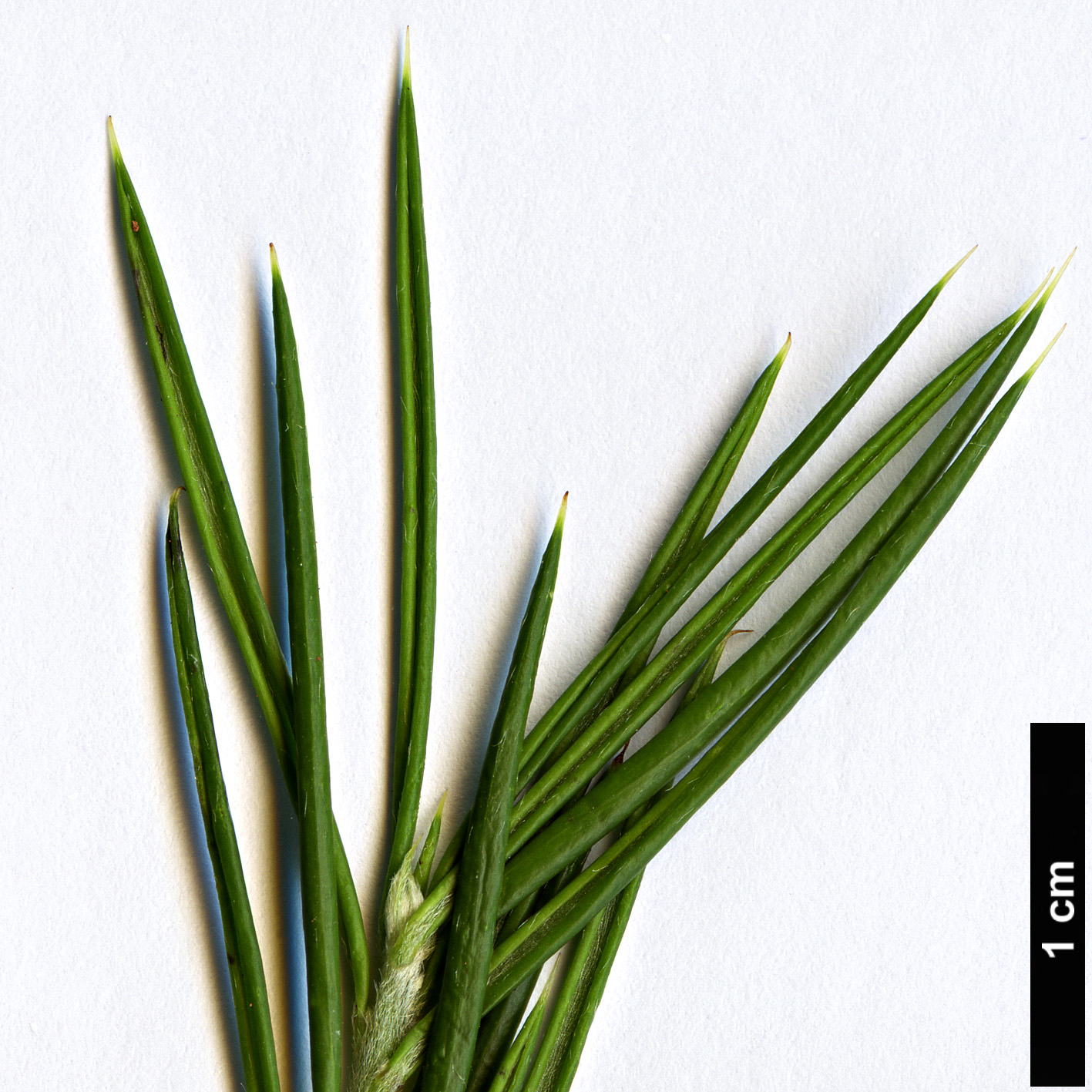 High resolution image: Family: Proteaceae - Genus: Grevillea - Taxon: rosmarinifolia