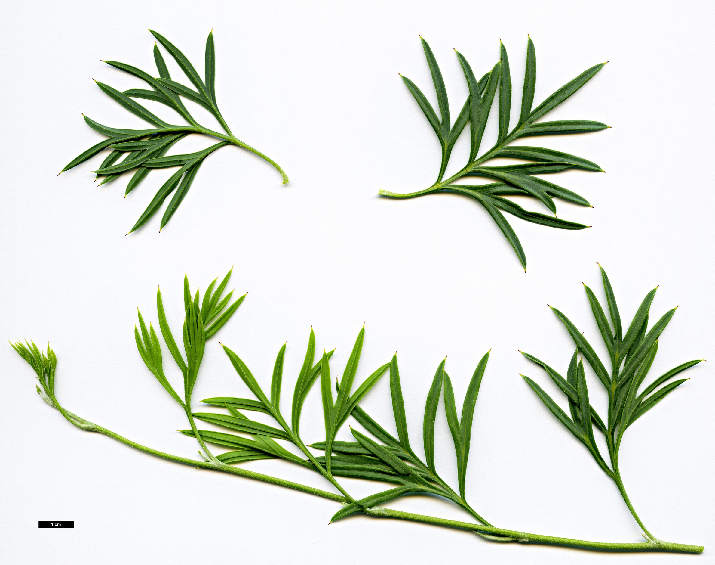 High resolution image: Family: Proteaceae - Genus: Grevillea - Taxon: scapigera High resolution image: Family: Proteaceae - Genus: Grevillea - Taxon: scapigera