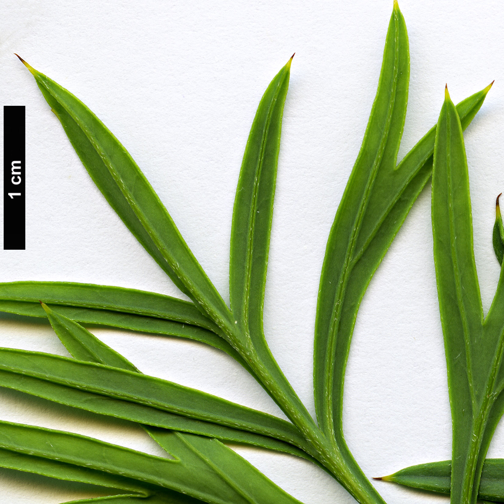 High resolution image: Family: Proteaceae - Genus: Grevillea - Taxon: scapigera High resolution image: Family: Proteaceae - Genus: Grevillea - Taxon: scapigera