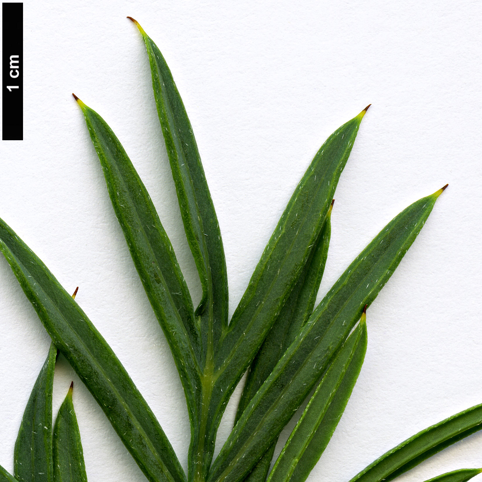 High resolution image: Family: Proteaceae - Genus: Grevillea - Taxon: scapigera High resolution image: Family: Proteaceae - Genus: Grevillea - Taxon: scapigera