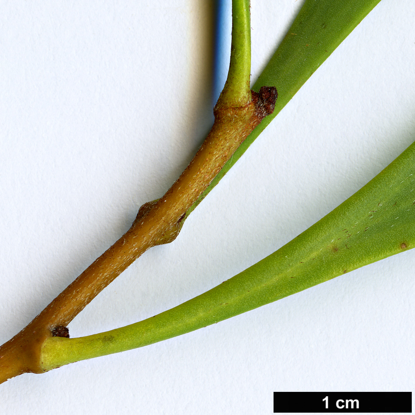 High resolution image: Family: Proteaceae - Genus: Hakea - Taxon: flabellifolia