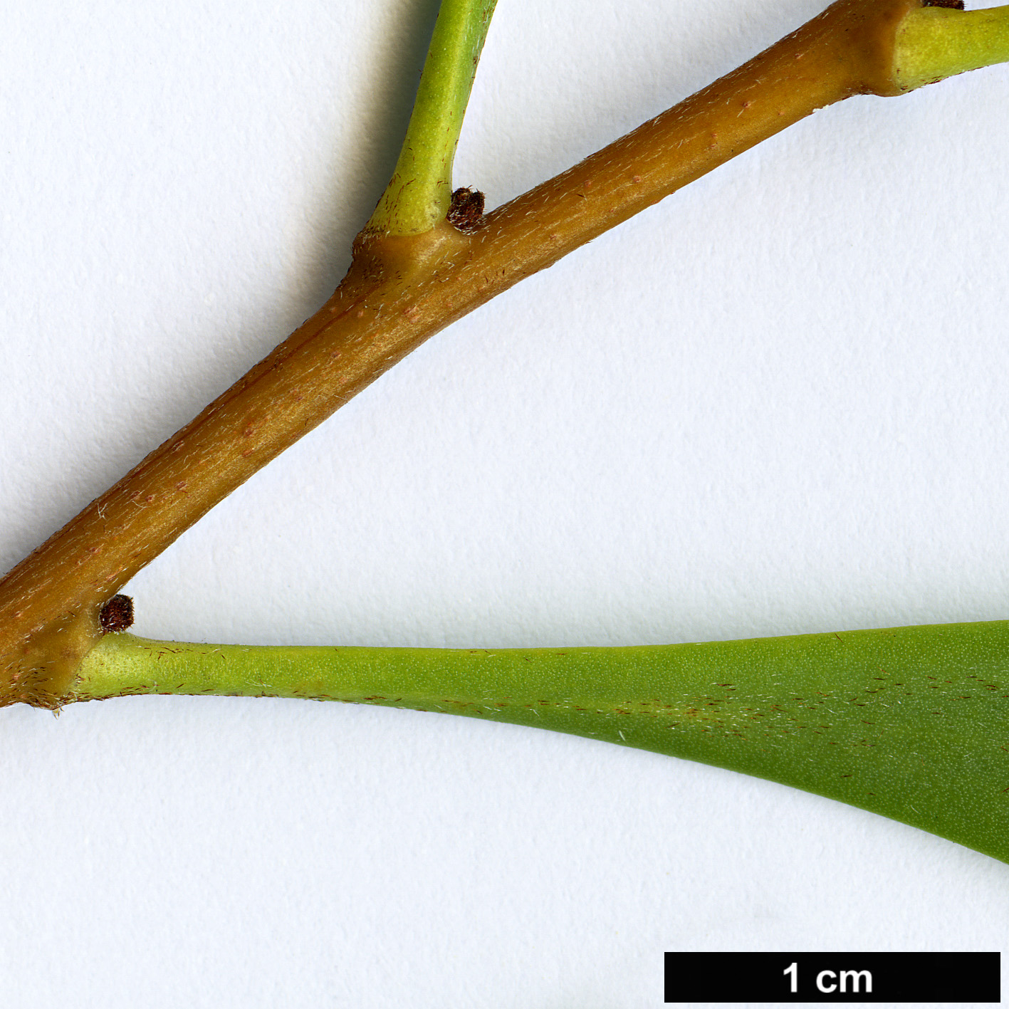 High resolution image: Family: Proteaceae - Genus: Hakea - Taxon: flabellifolia