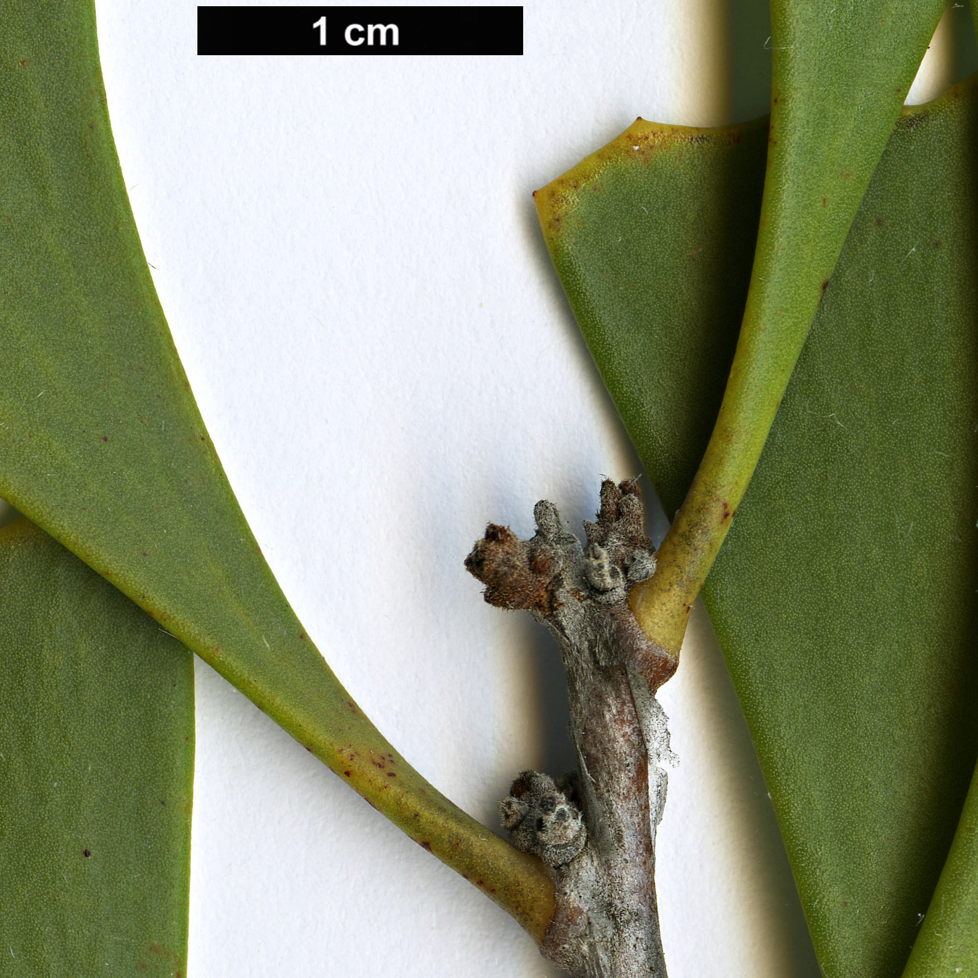 High resolution image: Family: Proteaceae - Genus: Hakea - Taxon: flabellifolia