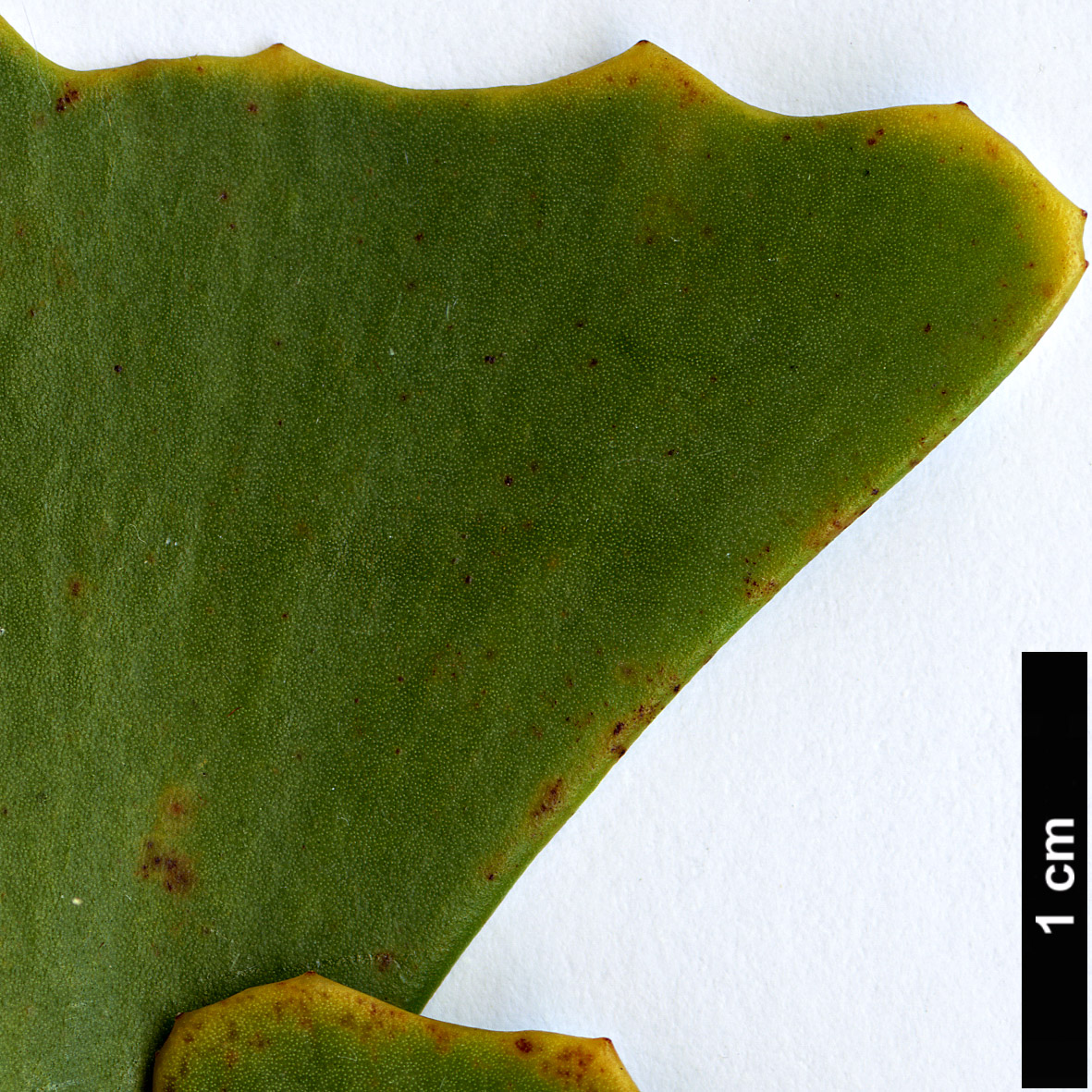 High resolution image: Family: Proteaceae - Genus: Hakea - Taxon: flabellifolia